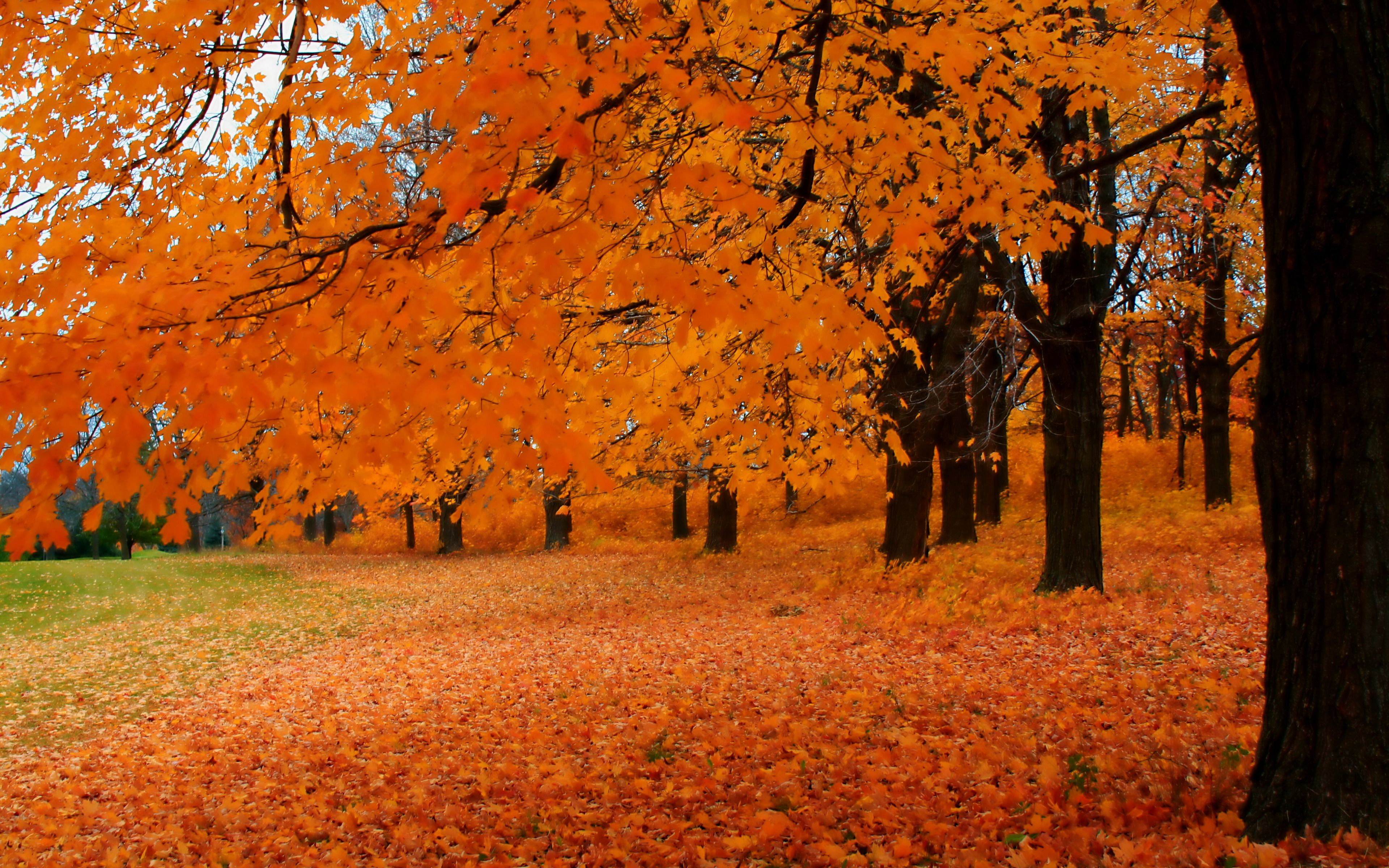 The Beauty Of Autumn Wallpaper Wallpaper & Background Download