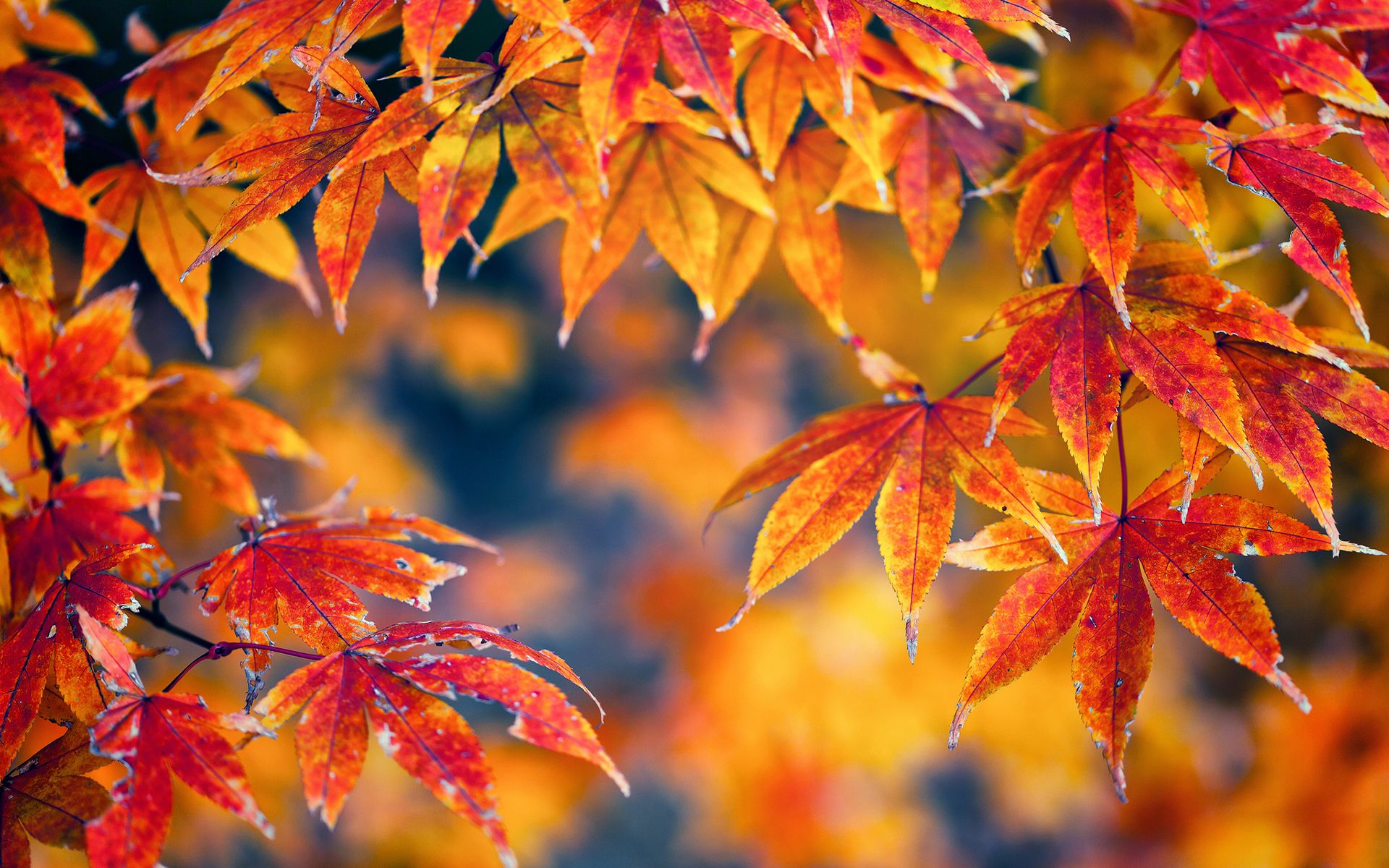 Nature trees leaves autumn fall seasons macro color wallpaperx1200