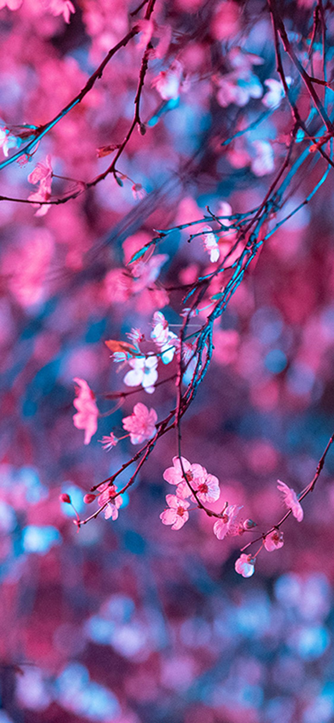 iPhone X wallpaper. art flower red light cherry blossom spring