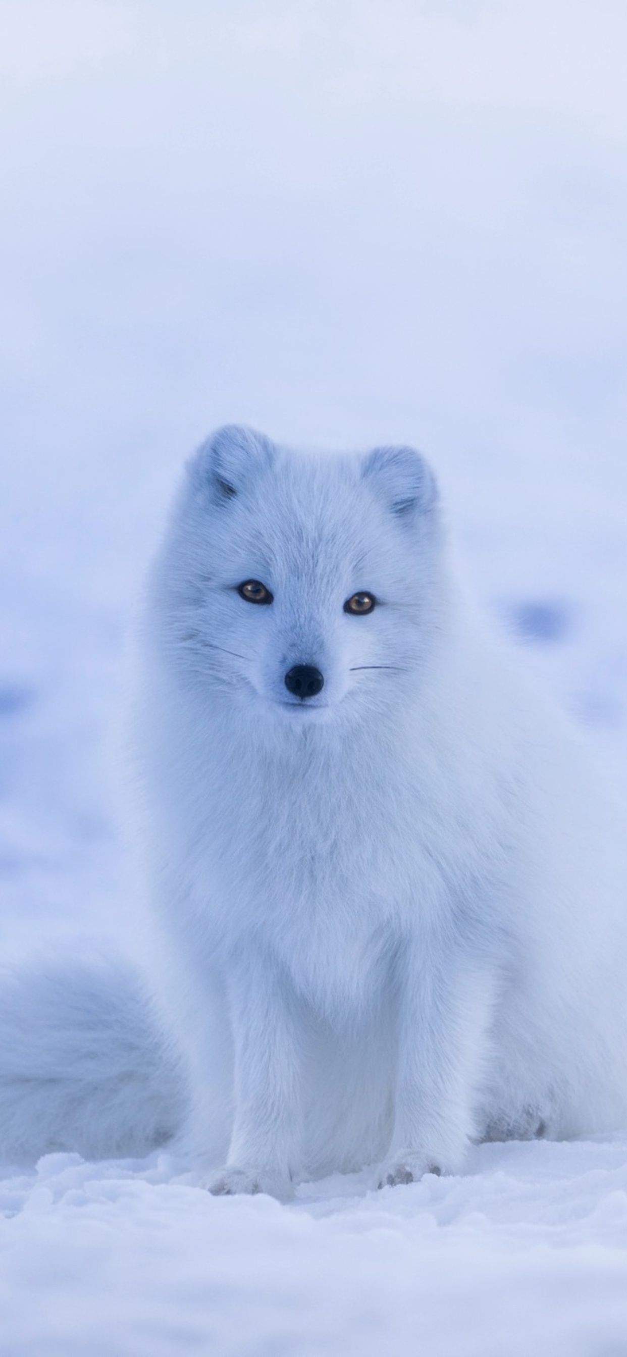 Arctic Fox Snow iPhone XS MAX HD 4k Wallpaper, Image, Background, Photo and Picture