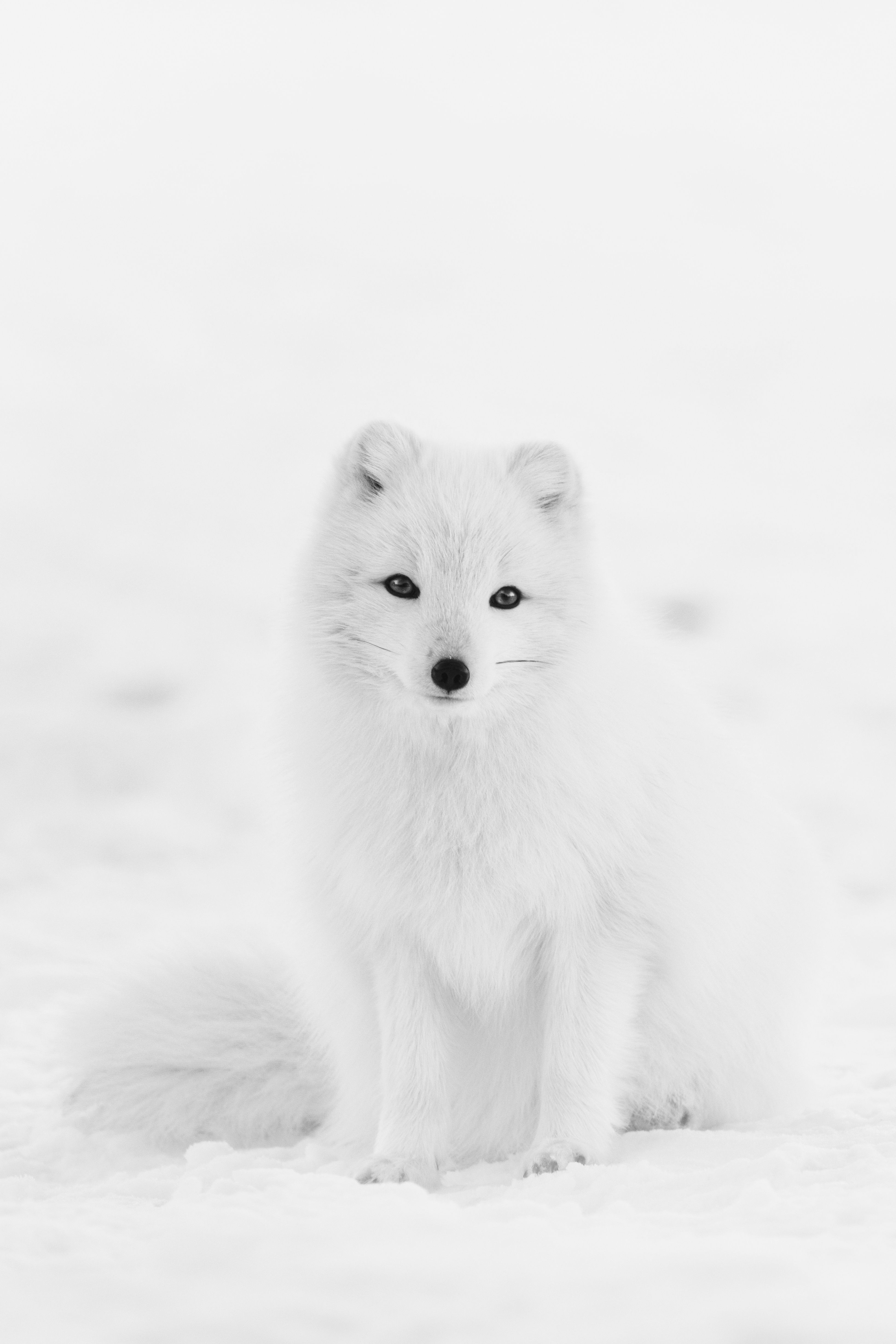 Fox Print White Fox Art Arctic Fox Animal Print White Animal. Etsy. Snow animals, Baby arctic fox, Pet fox