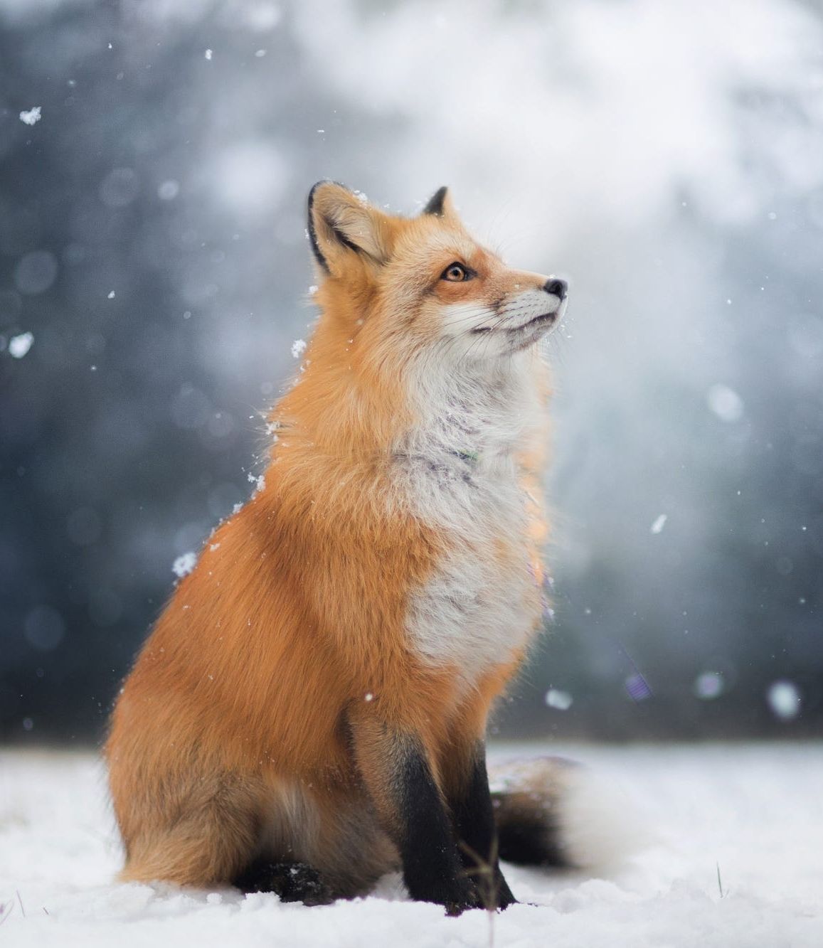 Snow Fox Animals In The Snow HD Wallpaper