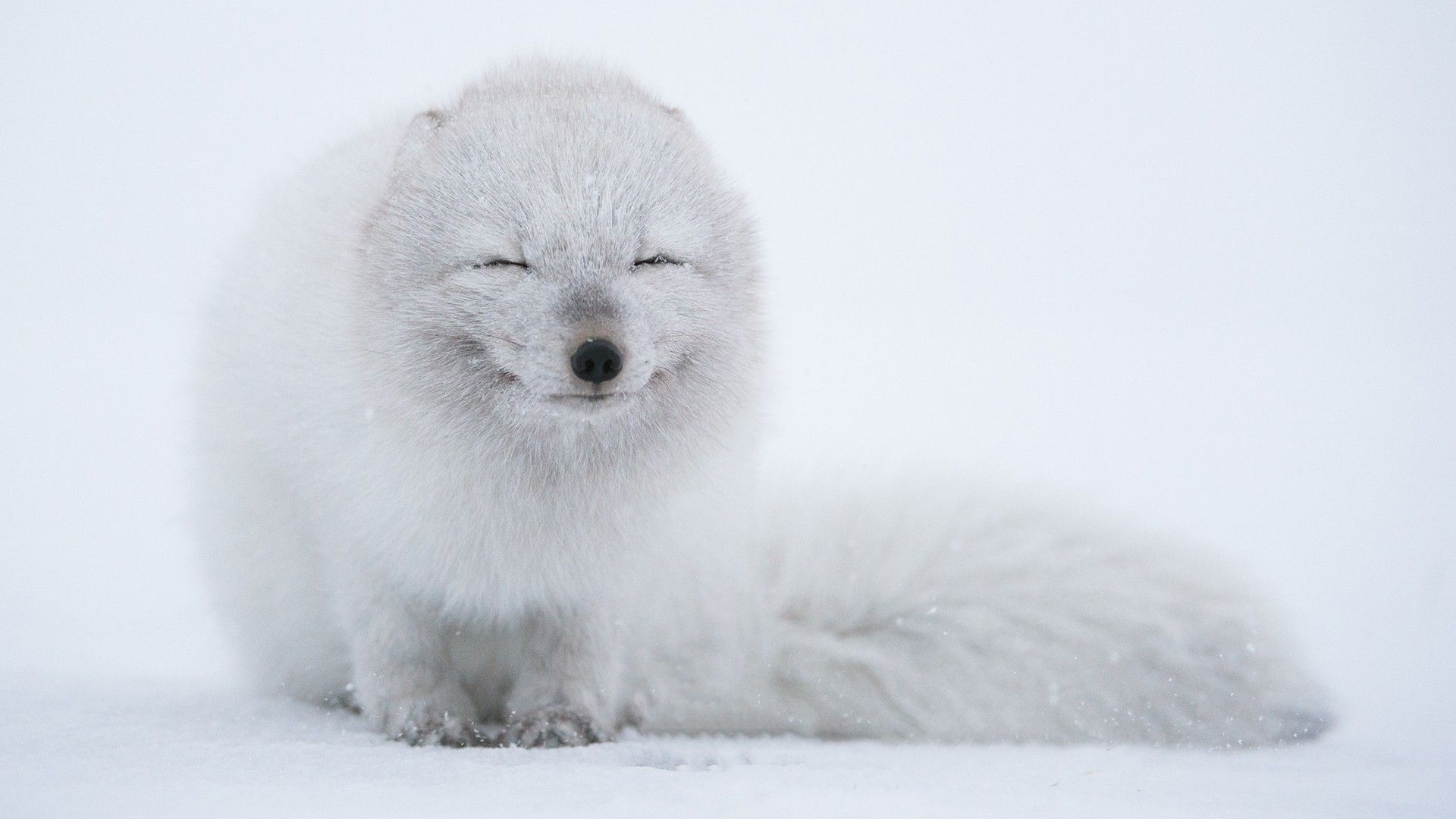 Arctic Fox Wallpaper