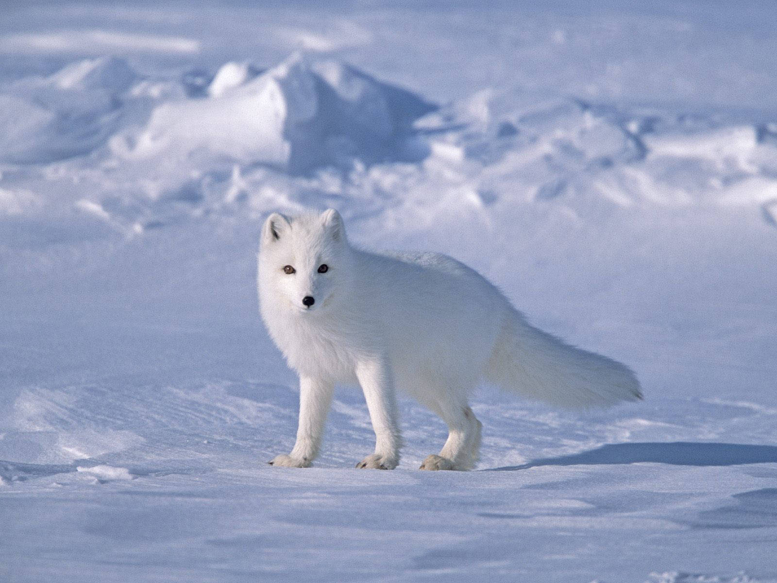 Free Arctic Fox Wallpaper