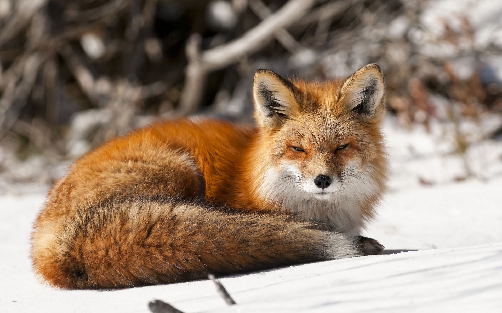 winter fox Desktop Wallpaperk HD