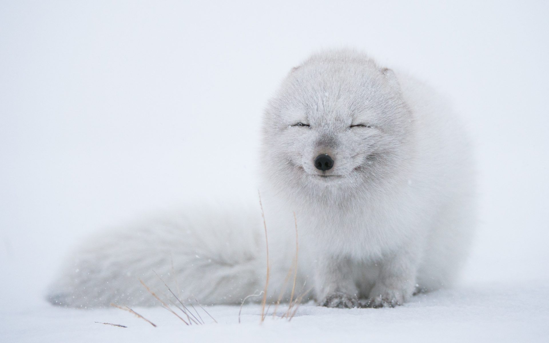 Animal Arctic Fox Cute Snow Snowfall White Winter Wallpaper:1920x1200
