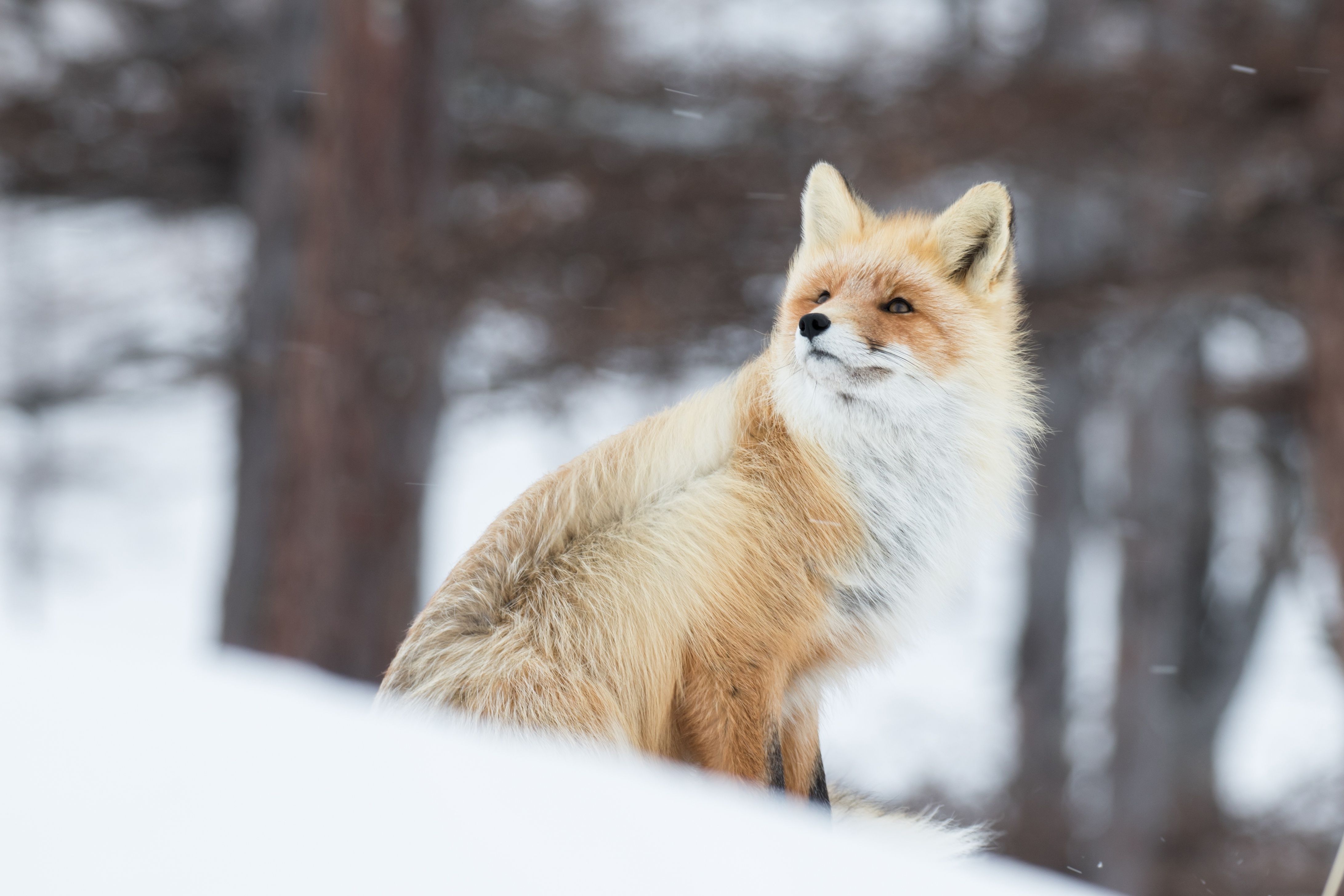 Fox In Snow 5k, HD Nature, 4k Wallpaper, Image, Background, Photo and Picture