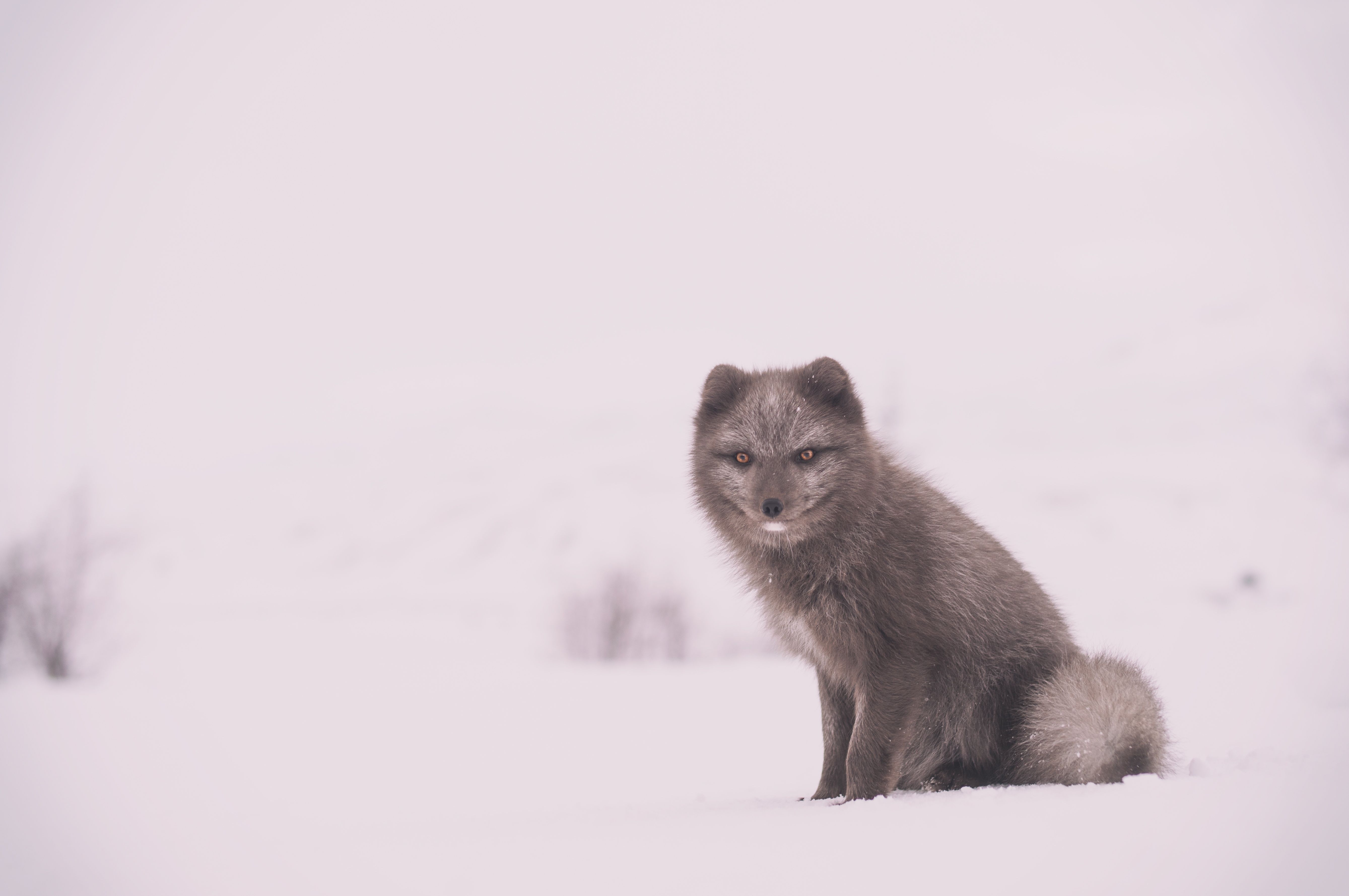 Fox Wildlife Winter Snow Arctic Fox Wallpaper:5356x3556