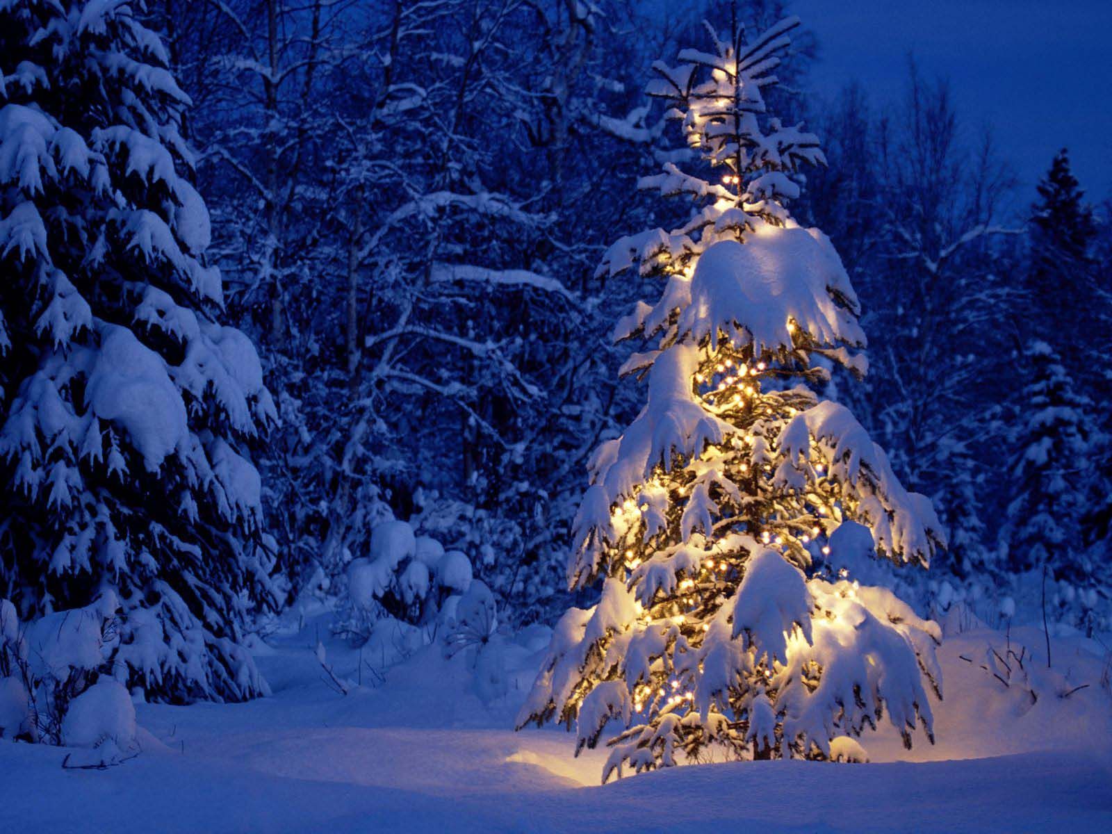 christmas trees in snow