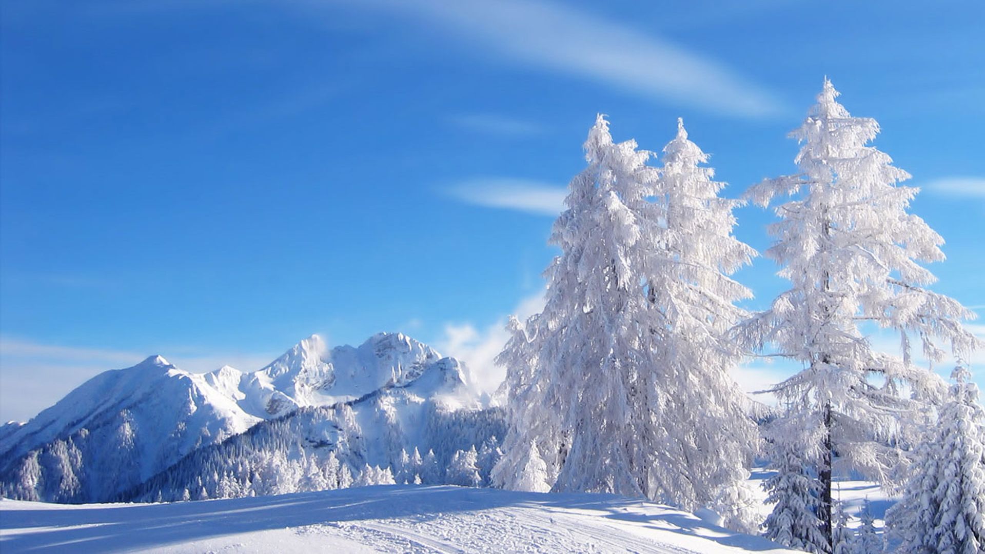 Amazing Snow Trees wallpaperx1080