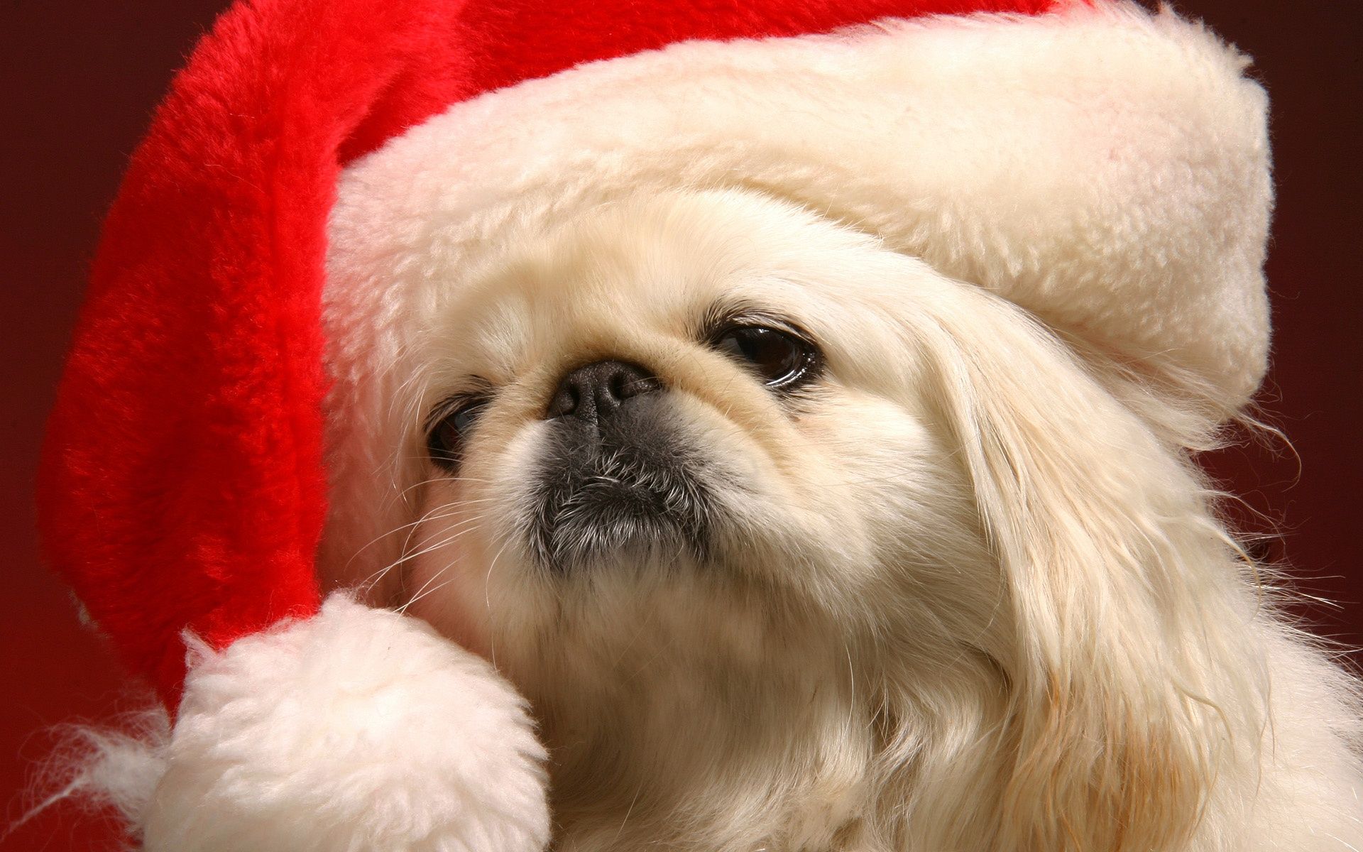 Cute Christmas Puppy Picture Wallpaper Pekingese Dogs