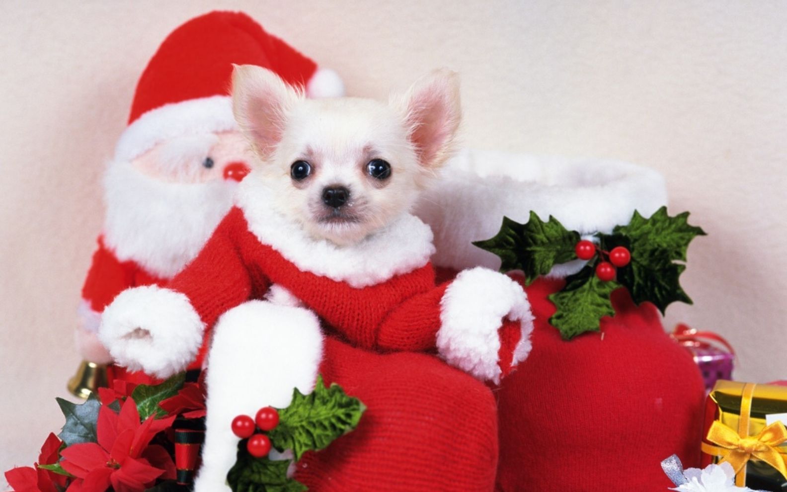 Hd Wallpaper Free Cute Christmas Puppy Picture Wallpaper Christmas Chihuahua HD Wallpaper