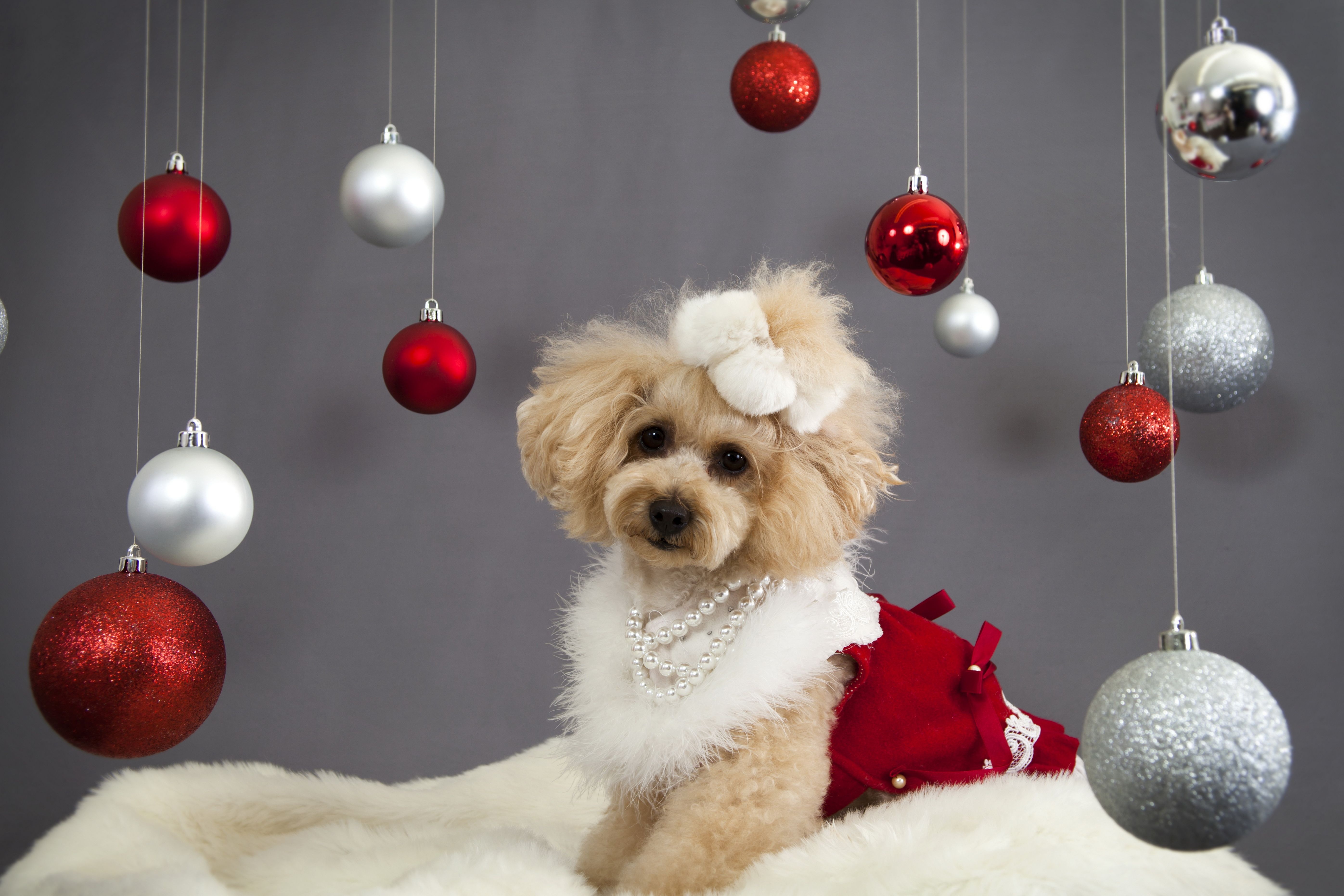 Wallpaper Dog, Christmas Ornaments, Face, Holiday Christmas Dog Background