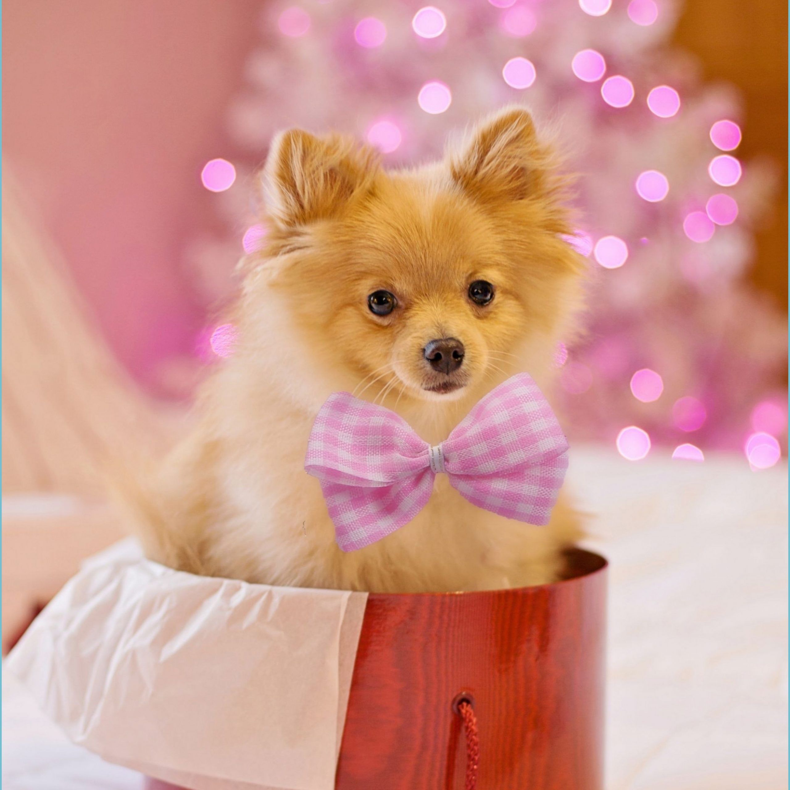 Christmas Puppies & Puppy HD Wallpaper dog wallpaper