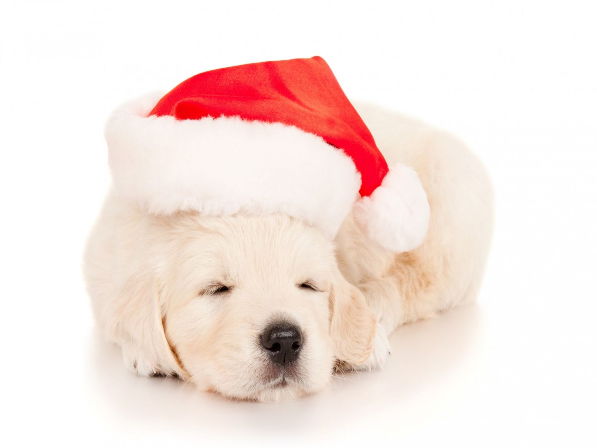 Title Sleeping Christmas Puppy Animal Puppy Golden Retriever Puppy With Santa Hat HD Wallpaper
