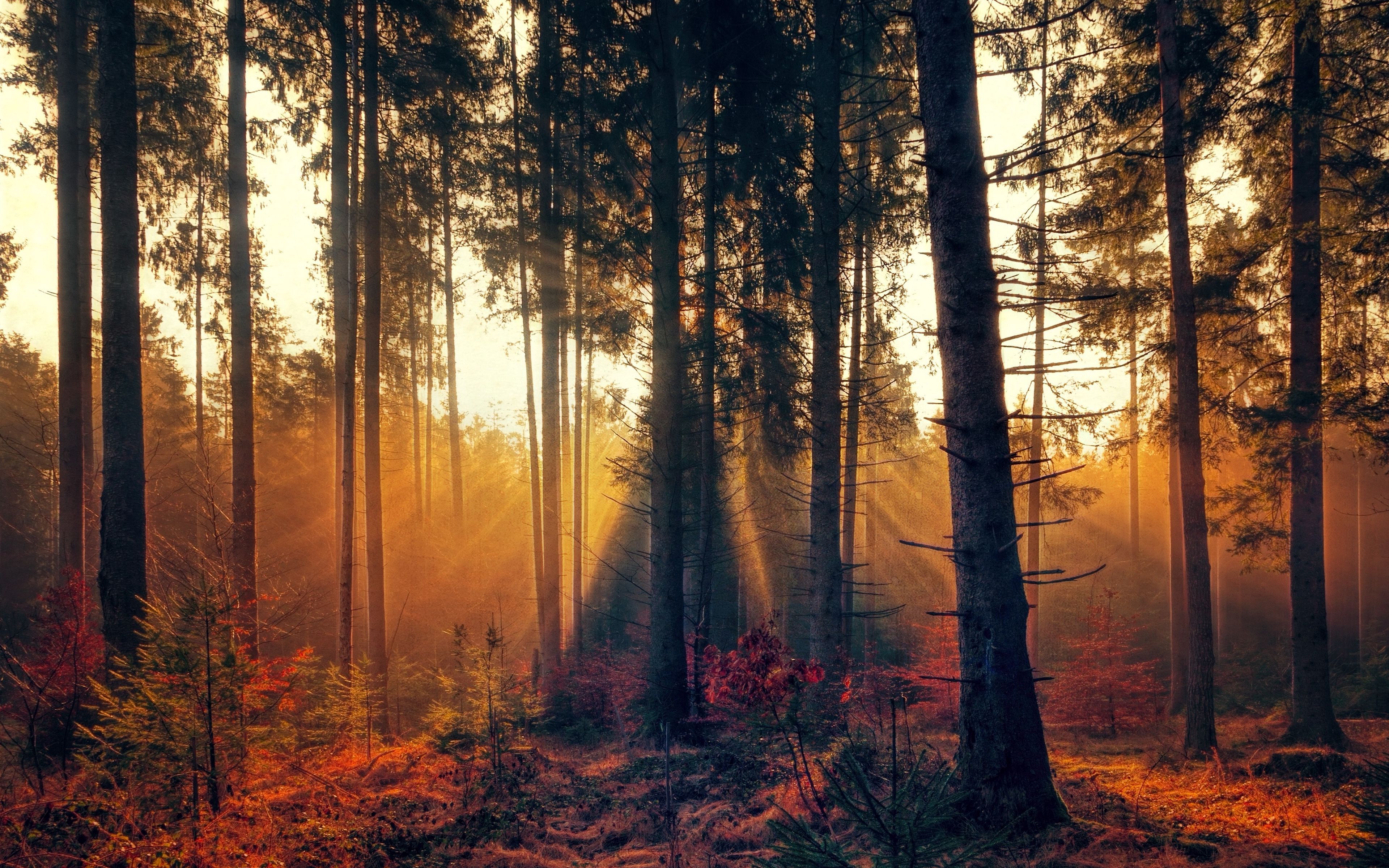 Download wallpaper 3840x2400 forest, trees, fog, autumn 4k ultra HD 16:10 HD background