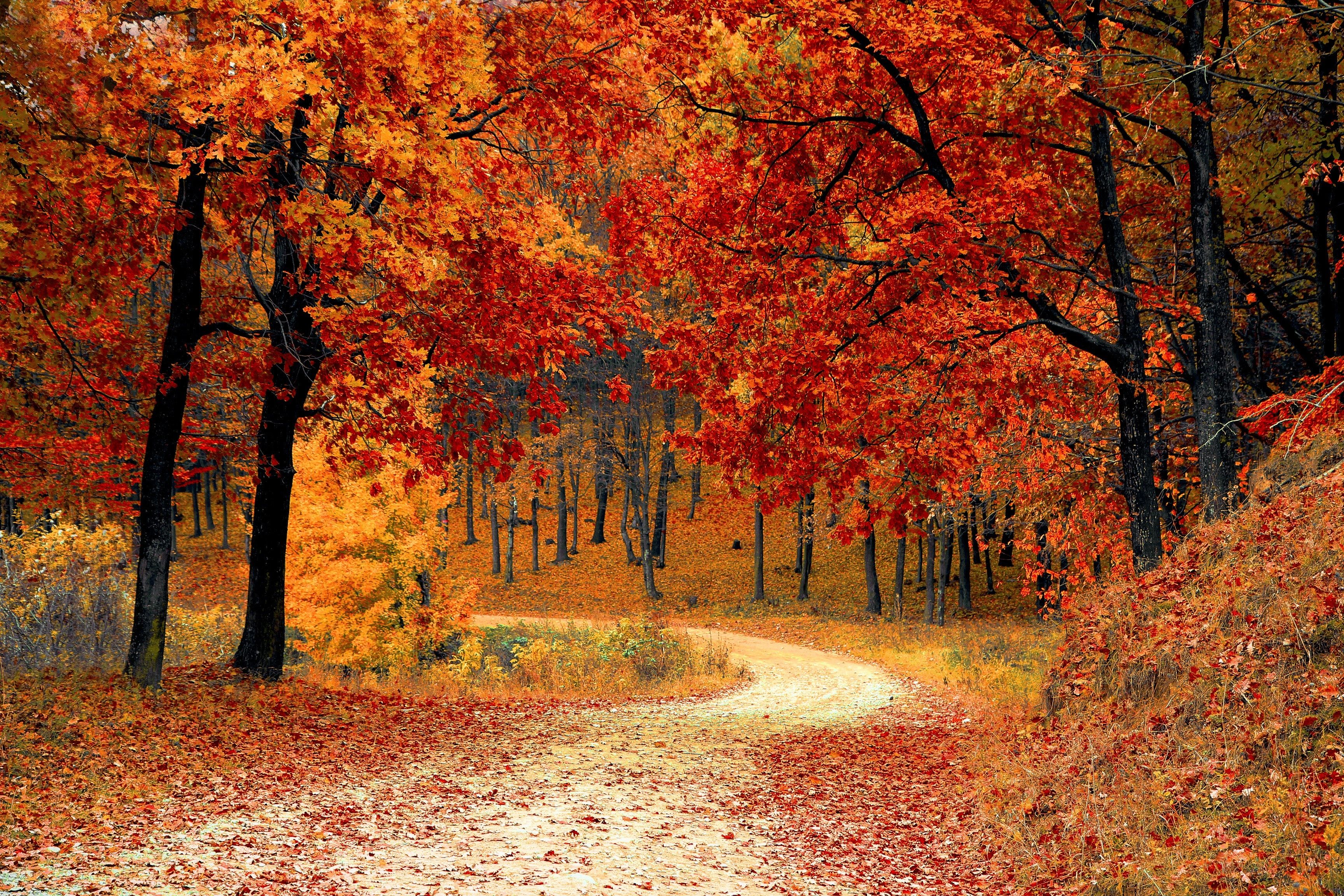 Autumn Wallpaper 4K, Red leaves, Forest, Pathway, Scenery, Fall, Nature