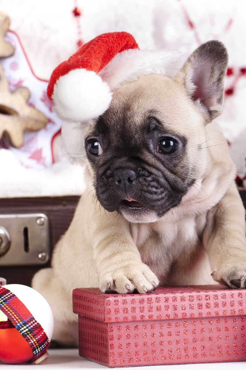 Download puppy, cute animals, Christmas, New Year, 4k Apple iPhone 4S wallpaper 800x1200