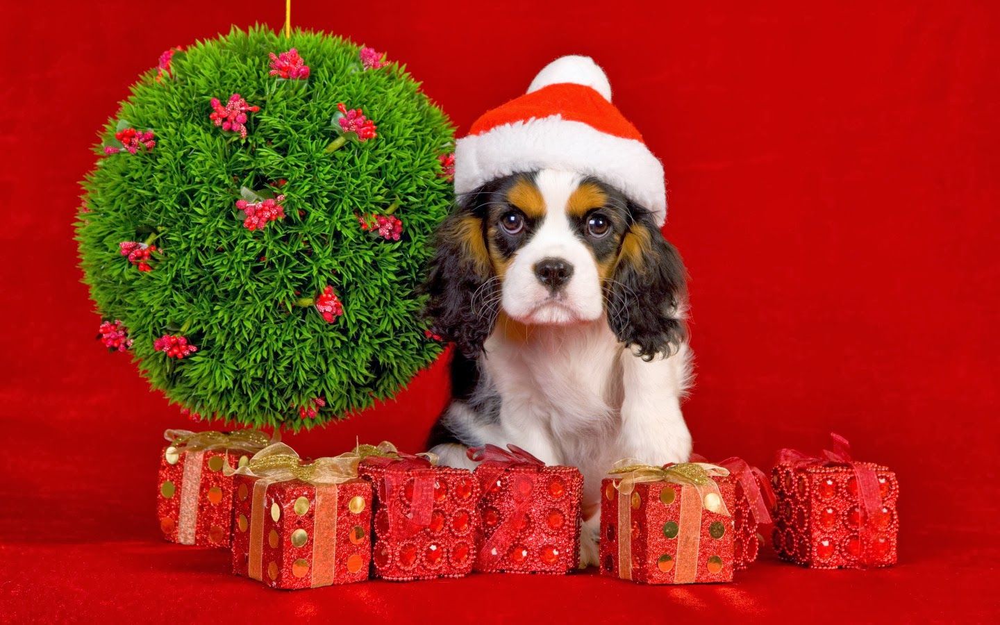 Desktop picture of dogs at christmas wallpaper