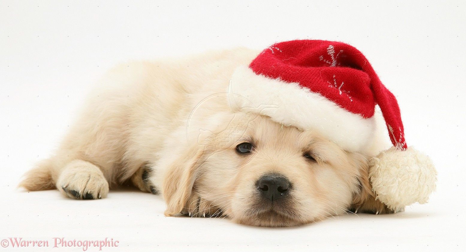 Free download Free Christmas Puppy wallpaper is a great wallpaper for your  computer 1584x990 for your Desktop Mobile  Tablet  Explore 46 Christmas  Puppy Wallpaper for Computer  Christmas Puppy Wallpaper