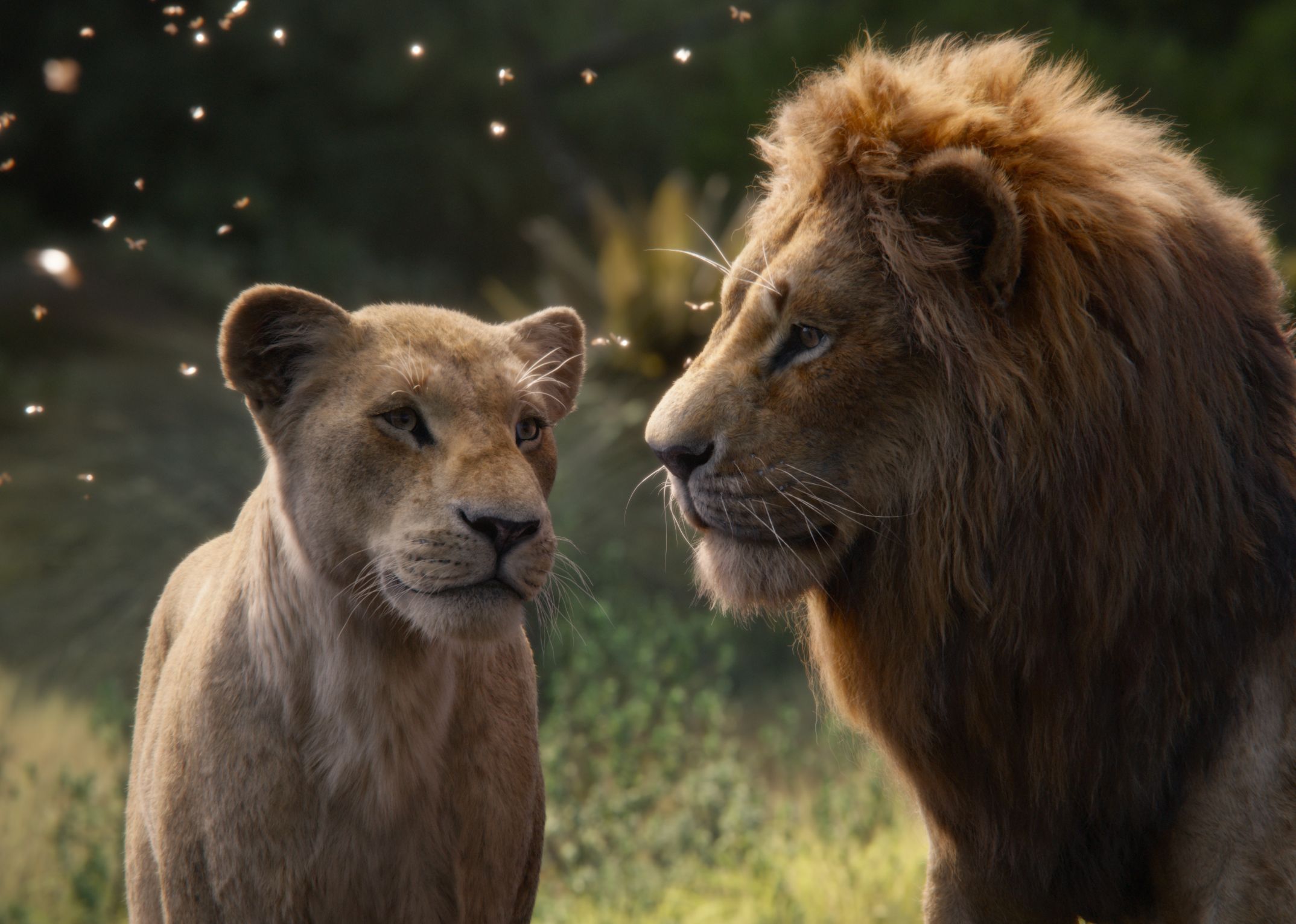 The Lion King 2019, iPhone, Desktop HD Background / Wallpaper (1080p, 4k) (2148x1532) (2020)