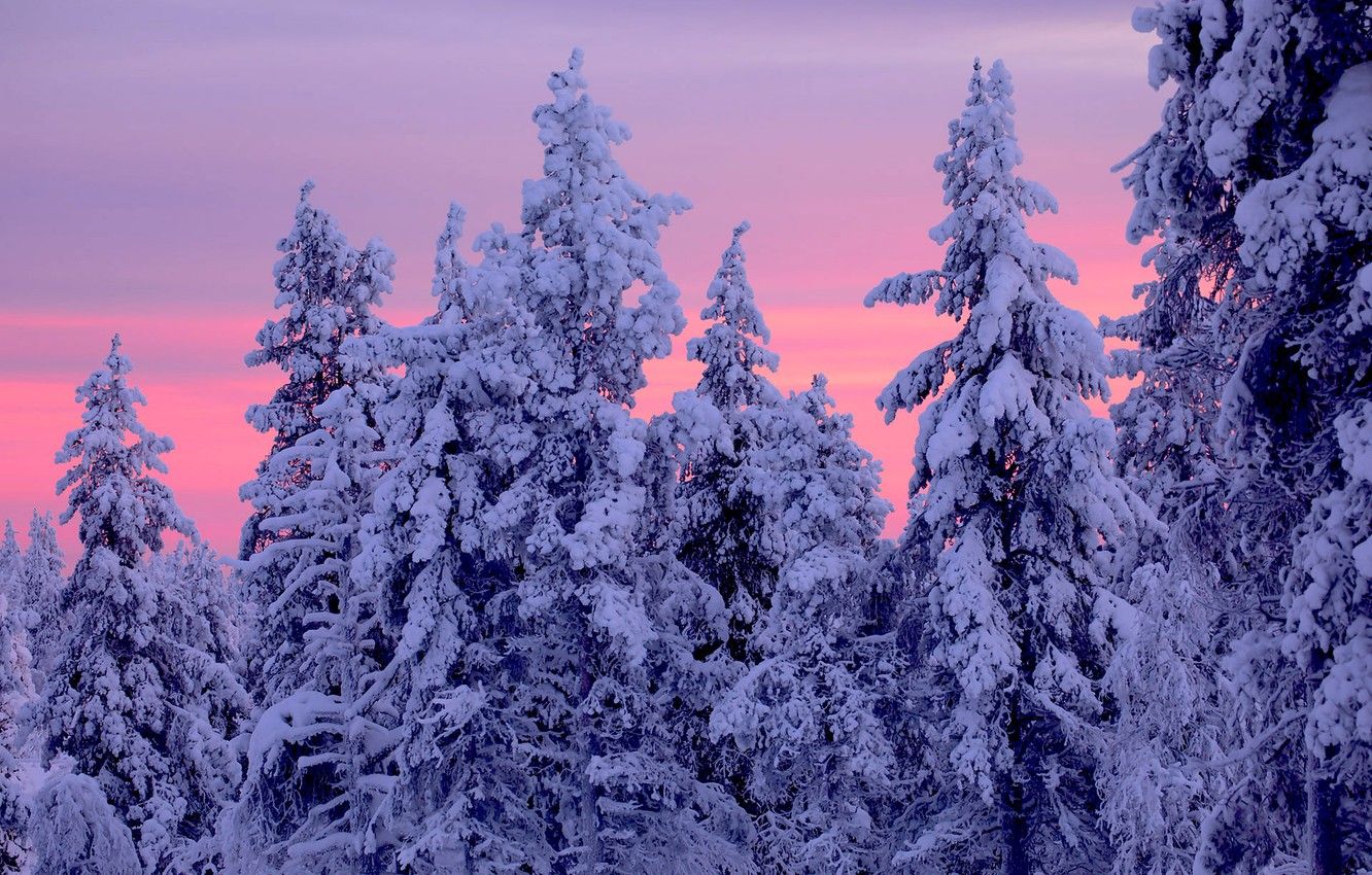 Wallpaper winter, trees, sunset, ate, Finland, Finland, Lapland, Lapland image for desktop, section природа
