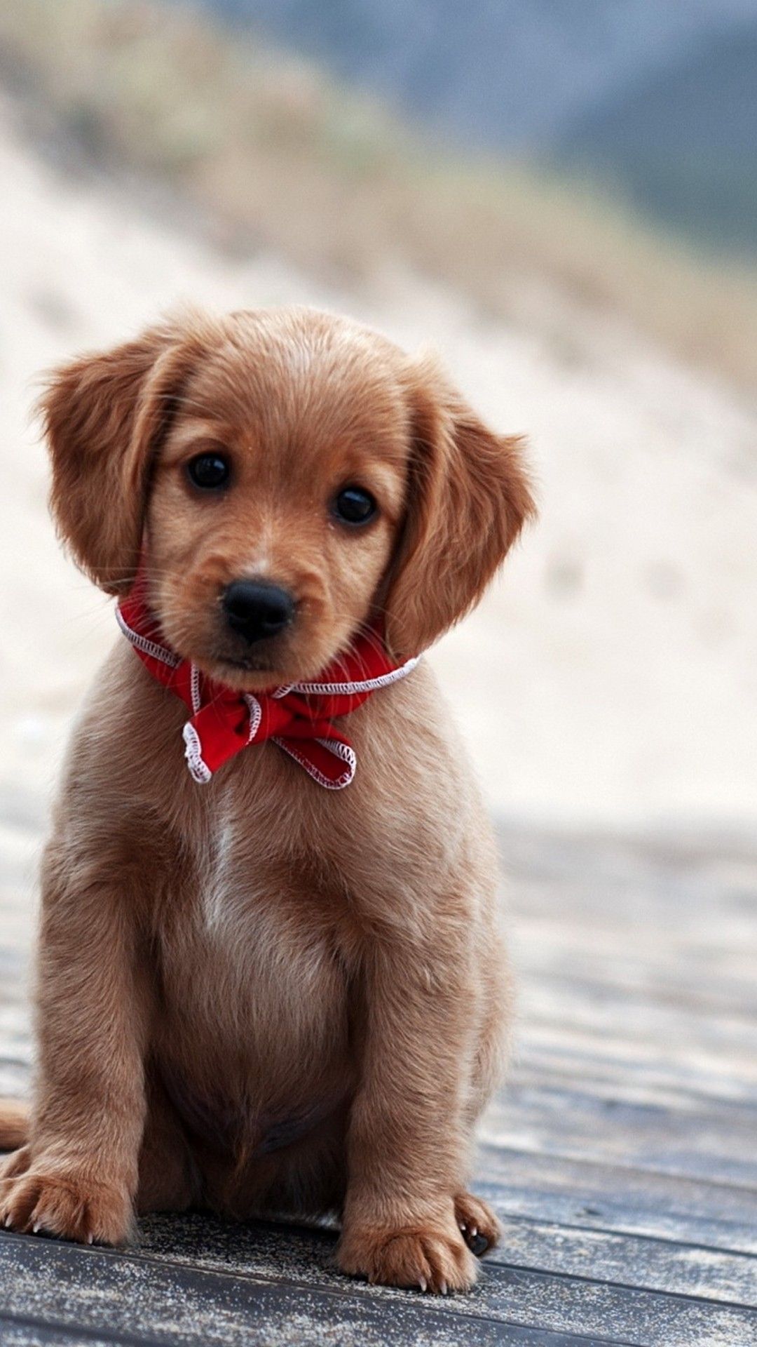 Pics Of Puppies Wallpaper Android Android Wallpaper