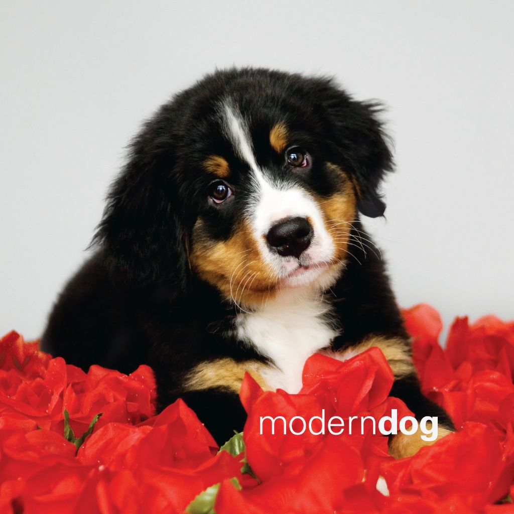 Puppies! Free Modern Dog Wallpaper