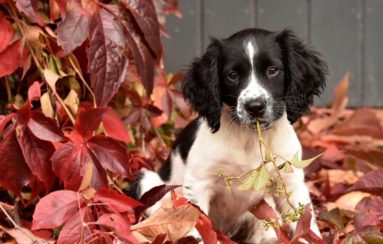 Wallpaper autumn, leaves, puppy, doggie, English Springer Spaniel image for desktop, section собаки