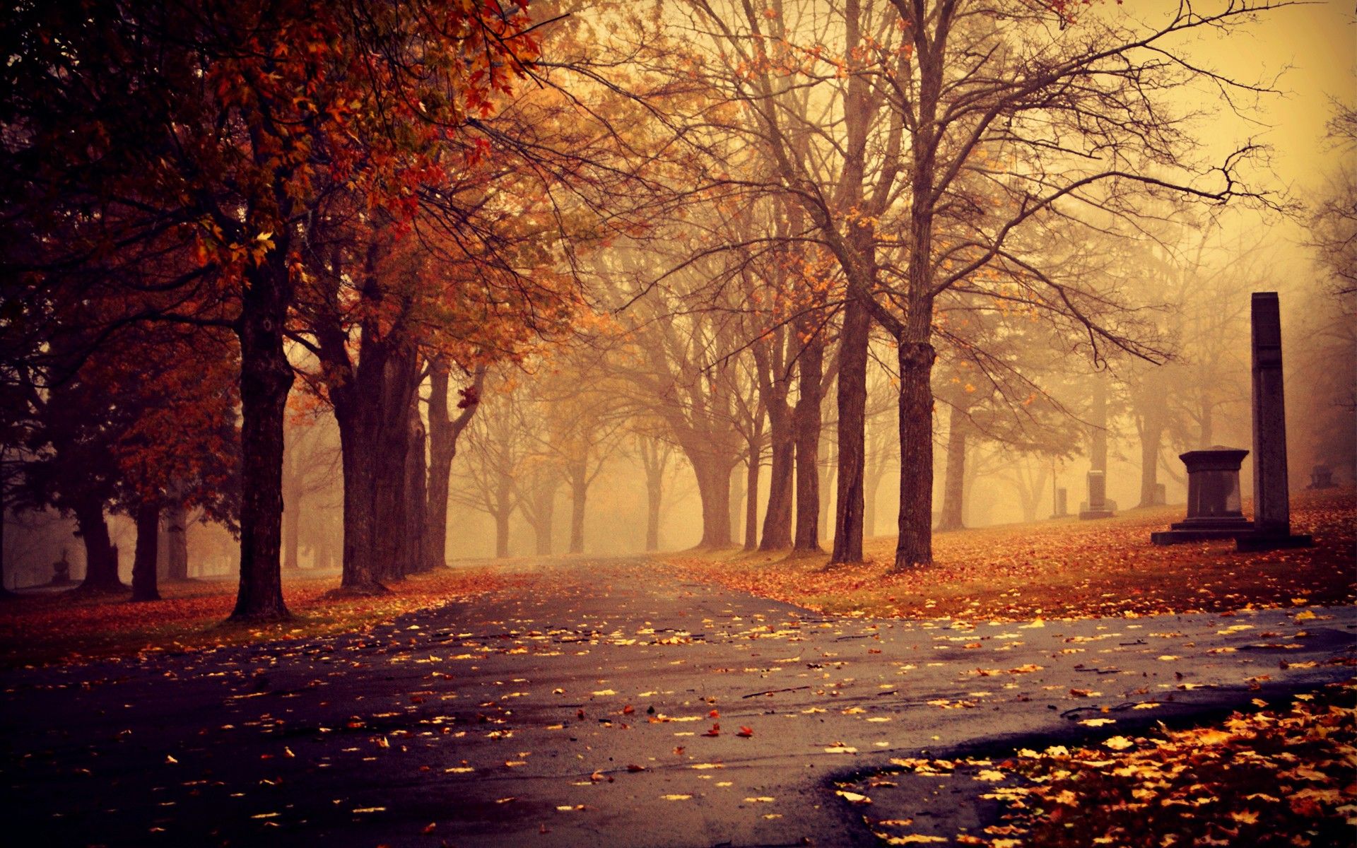 Download the Foggy Autumn Wallpaper, Foggy Autumn iPhone Wallpaper