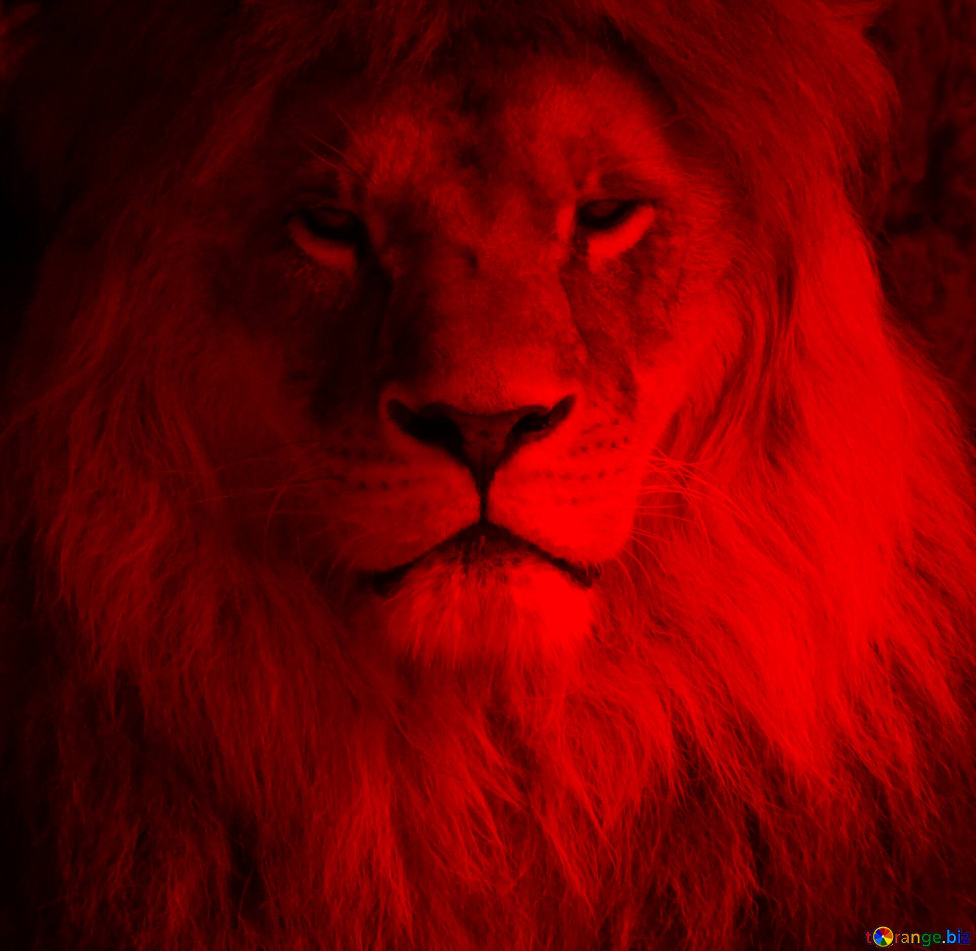 Download Free Picture Red Lion Portrait On CC BY License Free Image Stock TOrange.biz Fx №117859