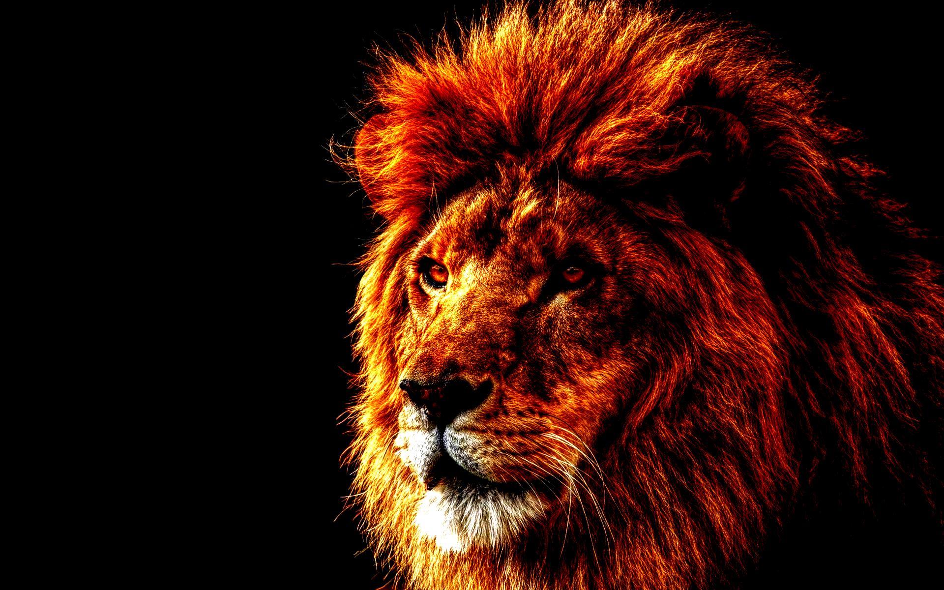 Red Lion Wallpapers - Wallpaper Cave