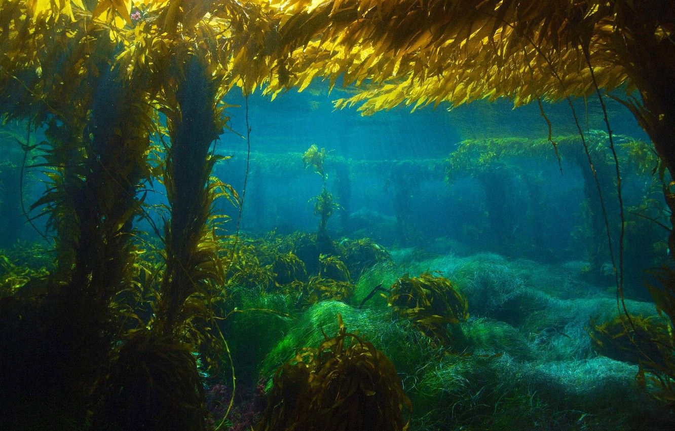 Photo Wallpaper Water, The Ocean, Ca, The Island Of Kelp Forest Wallpaper & Background Download