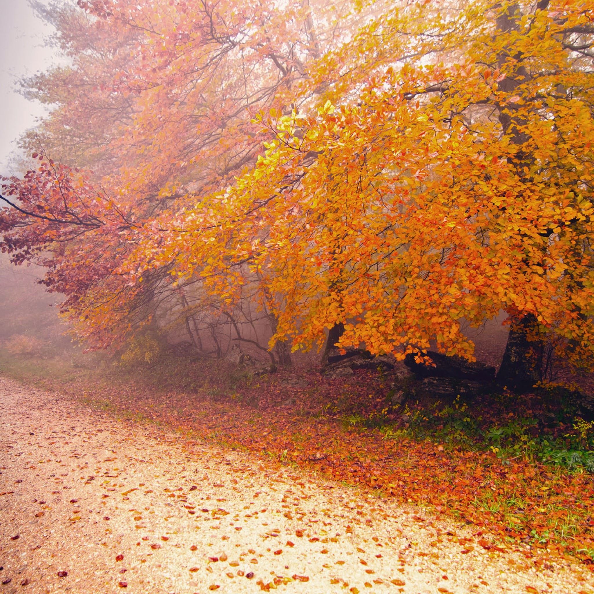 Foggy Autumn Morning iPad Air Wallpaper Free Download