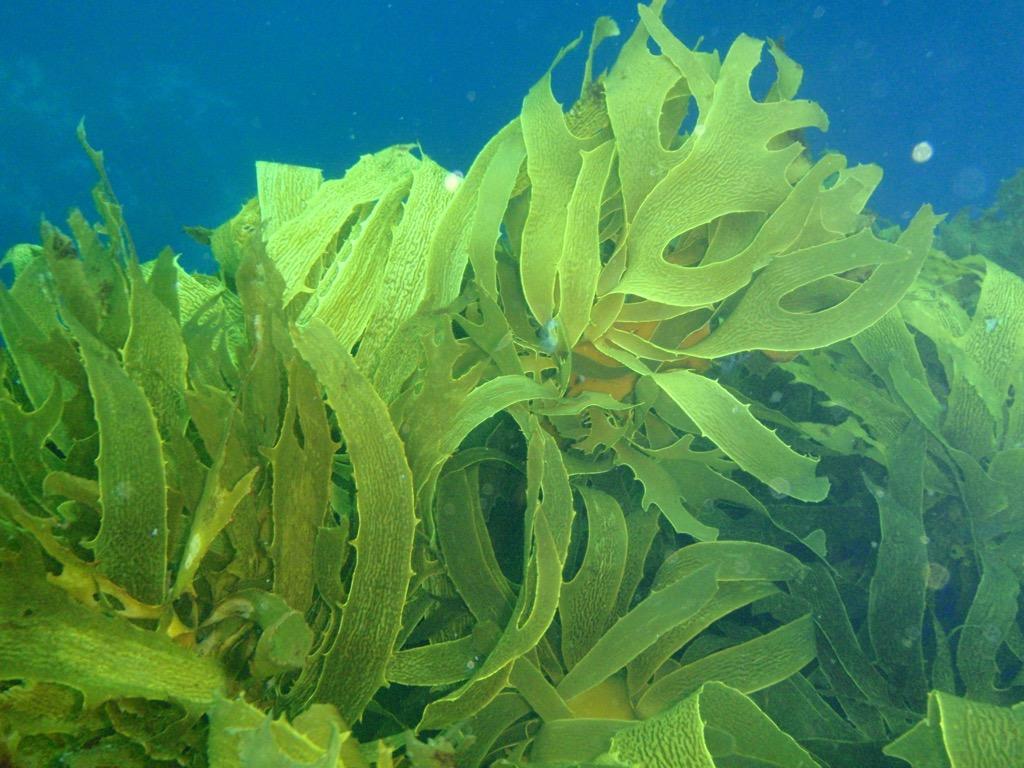 Seaweed Wallpaper HD FREE for Android