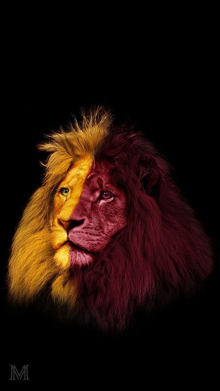 Yellow Red Lion Galatasaray Wallpaper #Animals youtube5.ogysoft. Galatasara. Wallpaper kwall. Animal wallpaper, Samsung wallpaper, Red lion