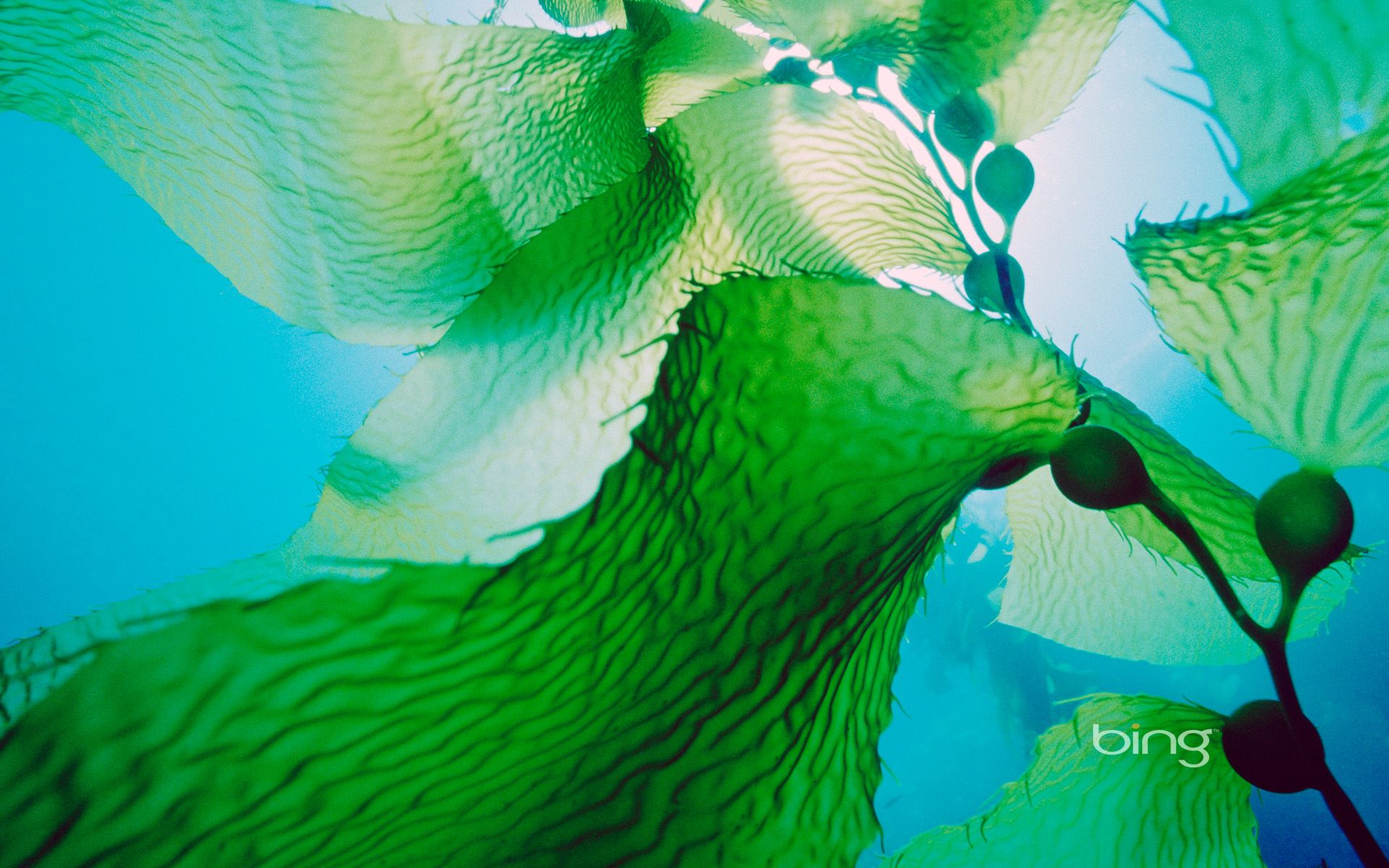 Giant Kelp Bing Best Wallpaper