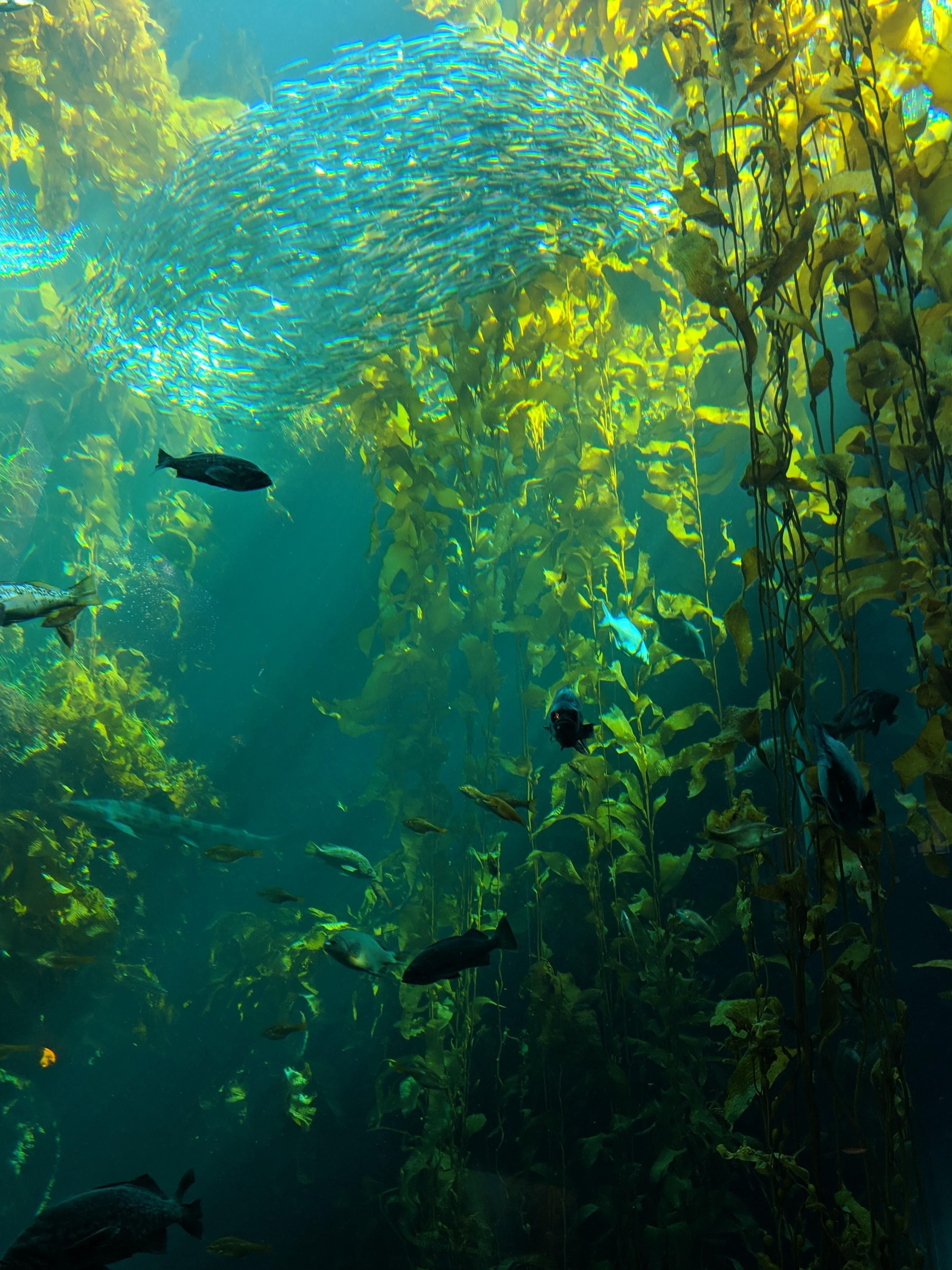 The Kelp Forest at Monterey Bay Aquarium [2643x3524]. Underwater photography ocean, Underwater photography pool, Ocean life photography