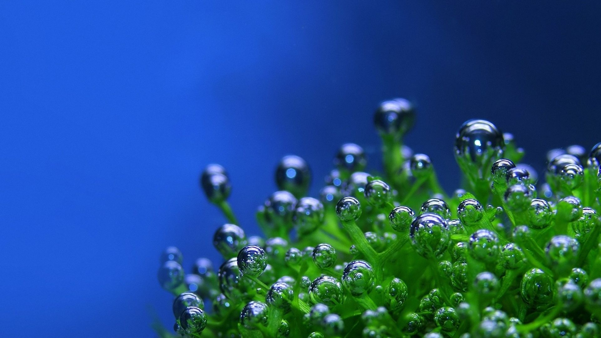 Download Wallpaper 1920x1080 green, drops, bubbles, plant, blue background Full HD 1080p HD Background
