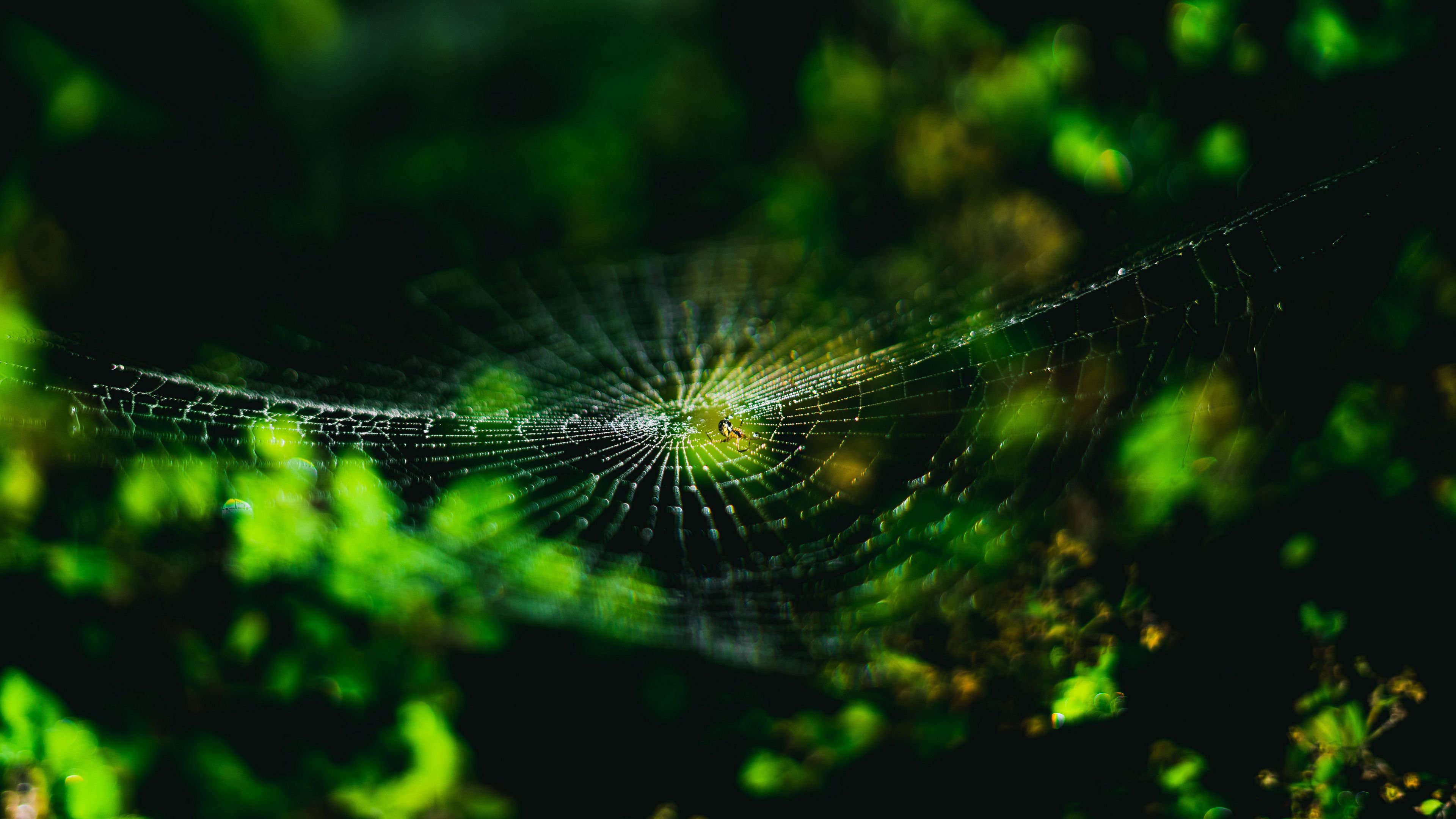 Spider Web Macro 4K Wallpaper