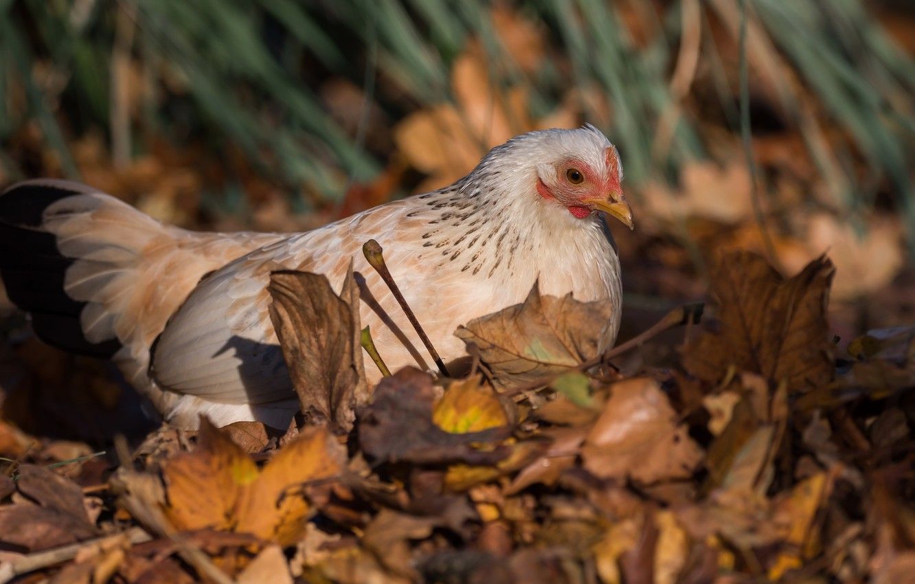 Wallpaper autumn, grass, look, leaves, nature, bird, chicken, autumn, beige, motley, chicken, Kura, hen image for desktop, section животные