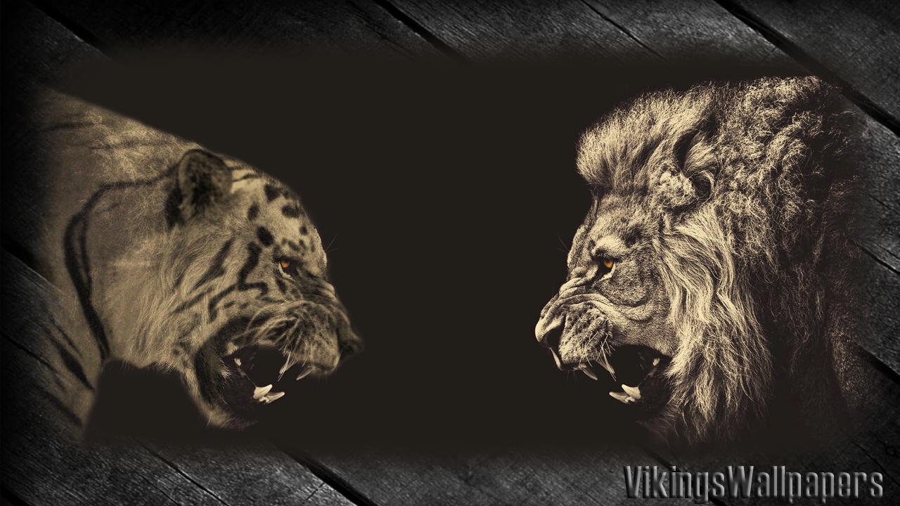 Tiger Versus Lion Wallpaper for Android