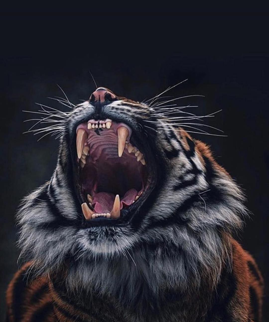 Lion vs Tiger. Sumatran tiger, Tiger photography, Animals