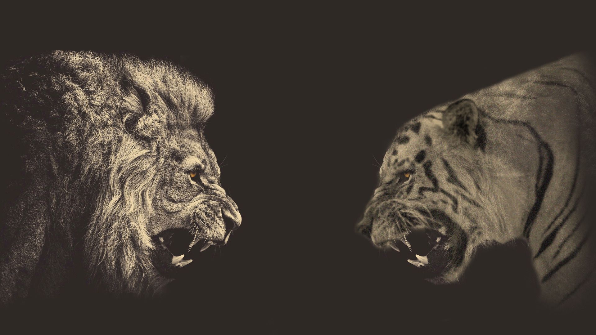 Lion Vs Tiger Wallpaper