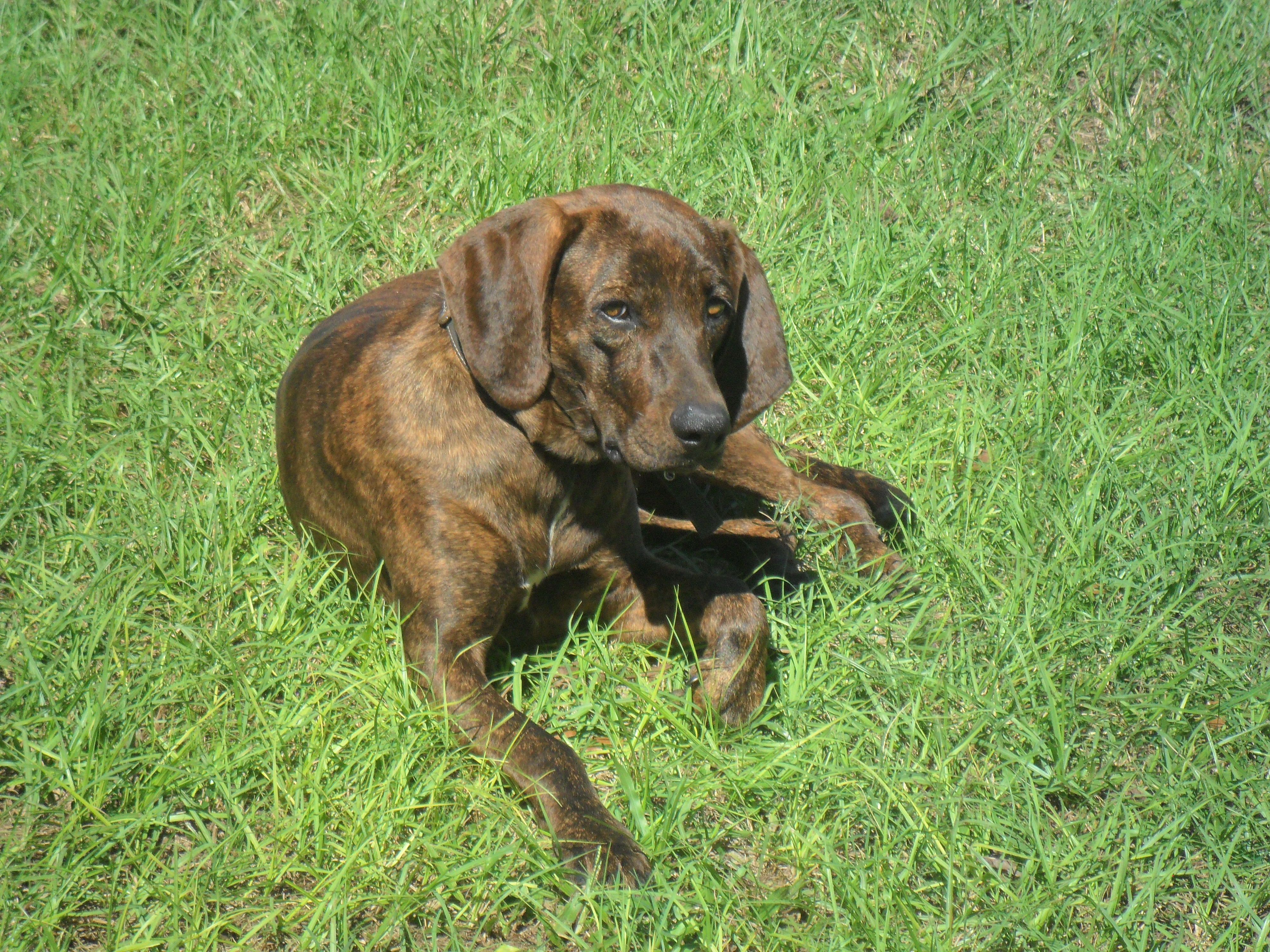 Plott Hound dog on the grass photo and wallpaper. Beautiful Plott Hound dog on the grass picture