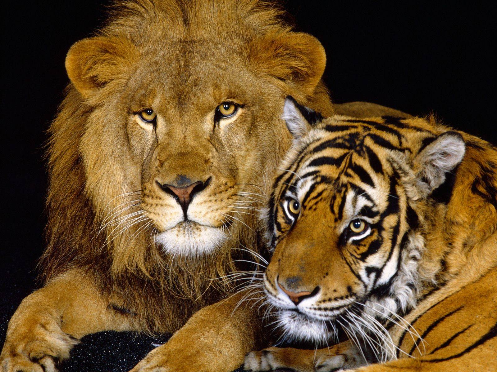 lion vs tiger fight