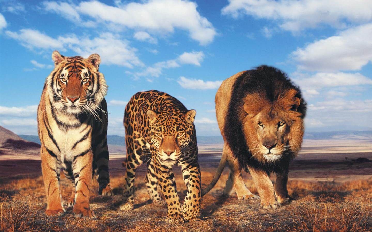 Lion Vs Tiger Wallpaper