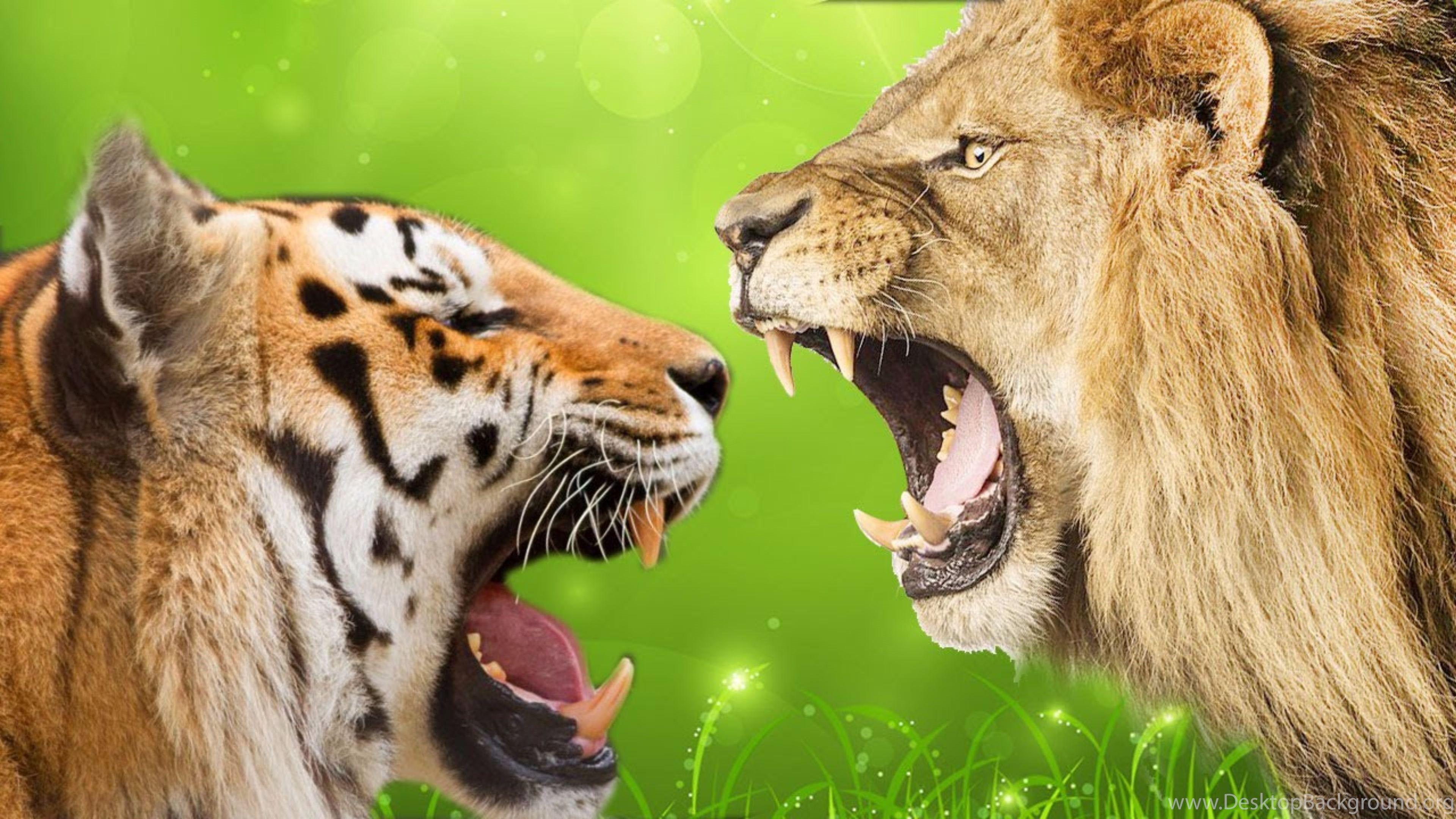 Tiger Vs Lion 4K Wallpaper Desktop Background
