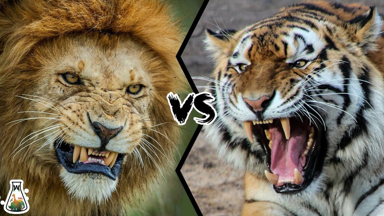 LION VS TIGER is the real king?
