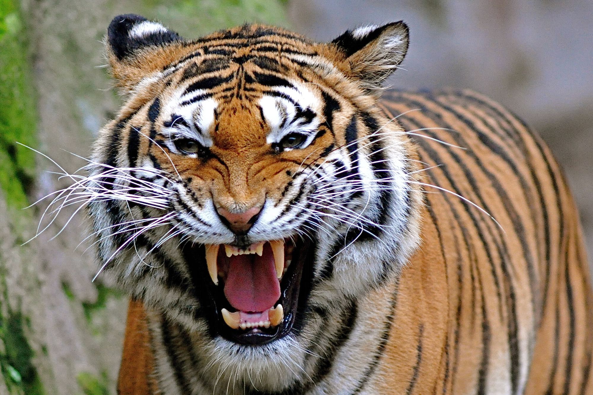 Tiger HD Wallpaper For Desktop